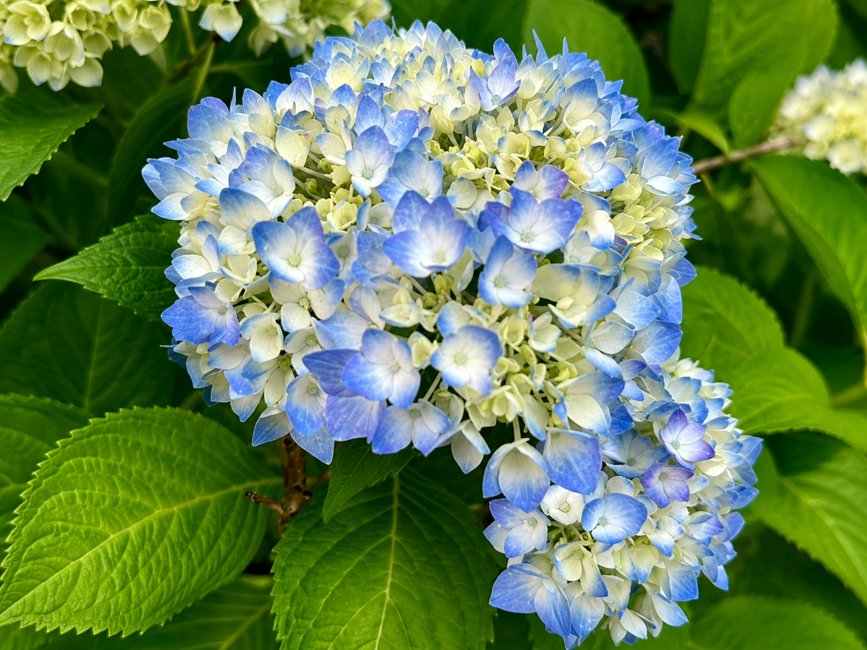 Flores vibrantes de hortênsia azul e branca entre folhagem verde.