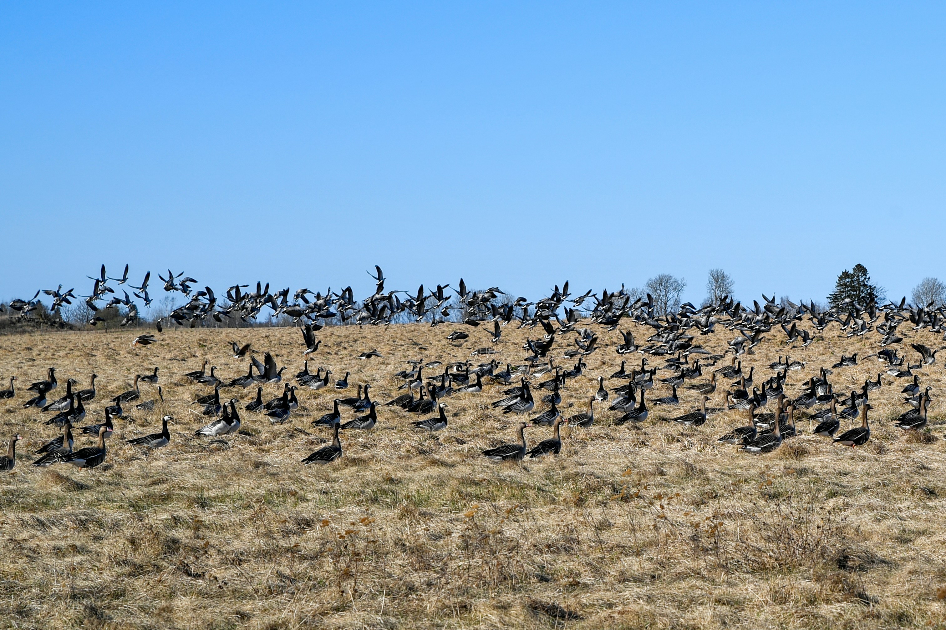 Birds in flight and on ground in dry field
