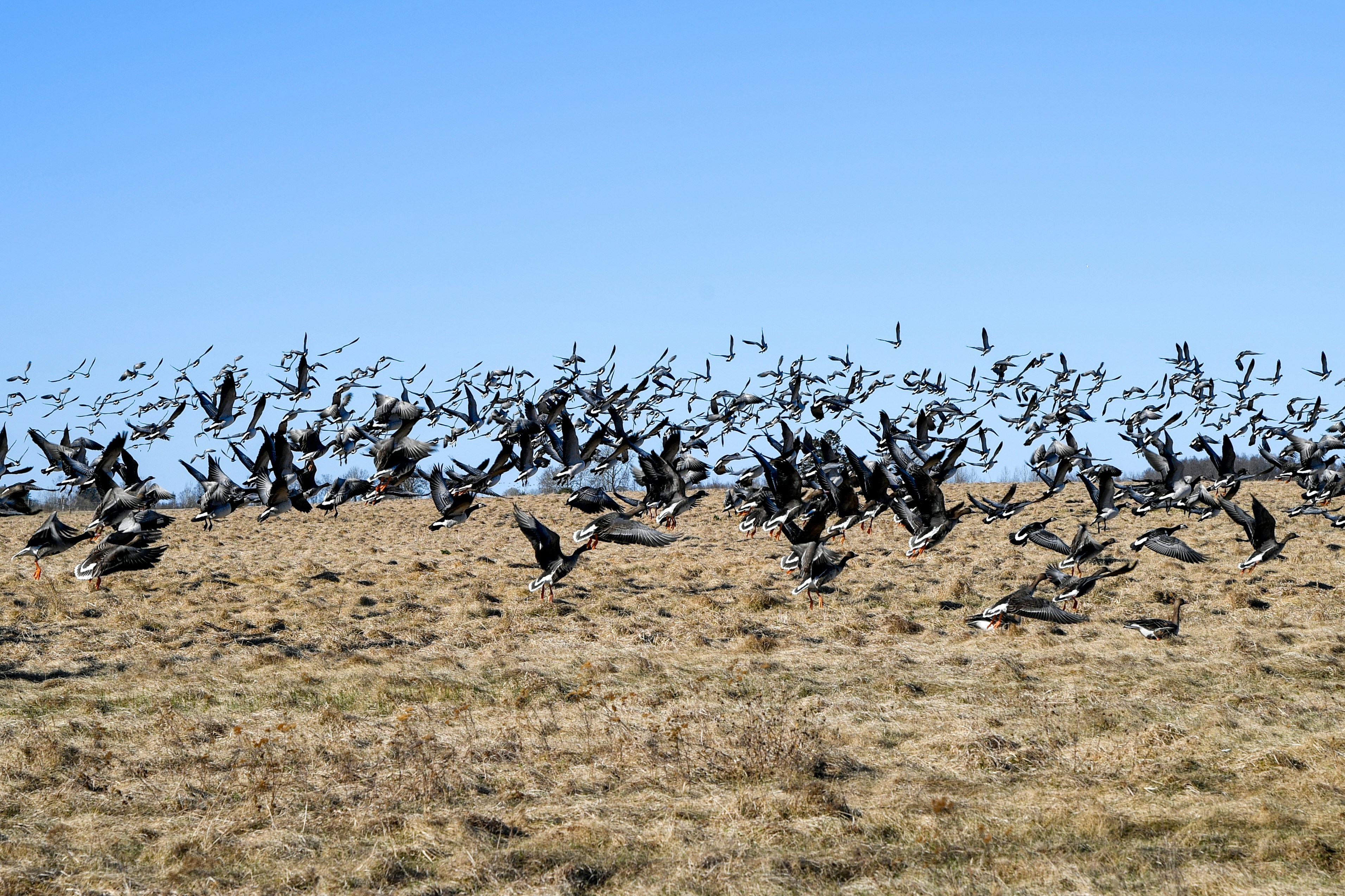 A flock of birds takes flight over a dry field