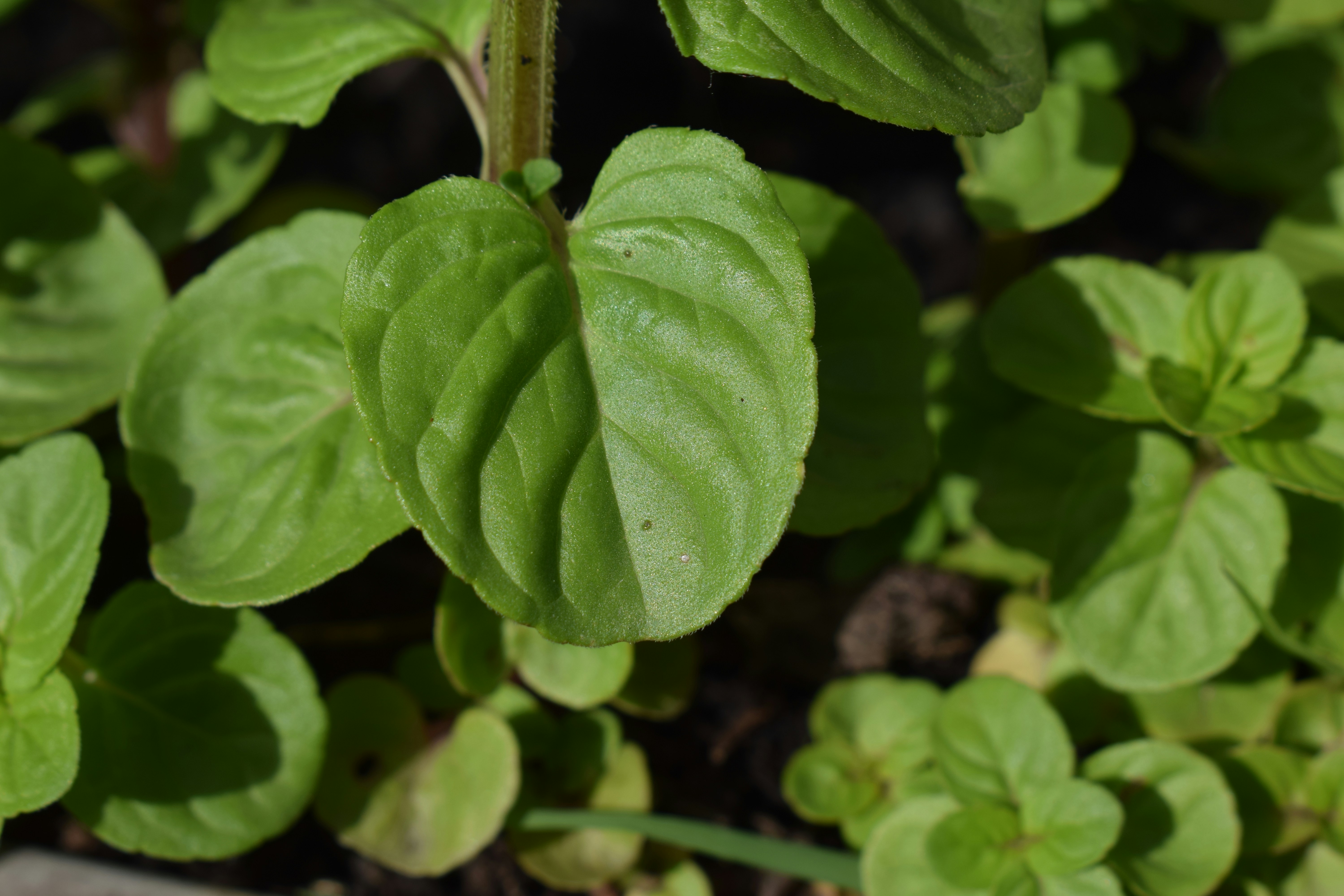 Gros plan sur des feuilles de menthe vert éclatante au soleil.