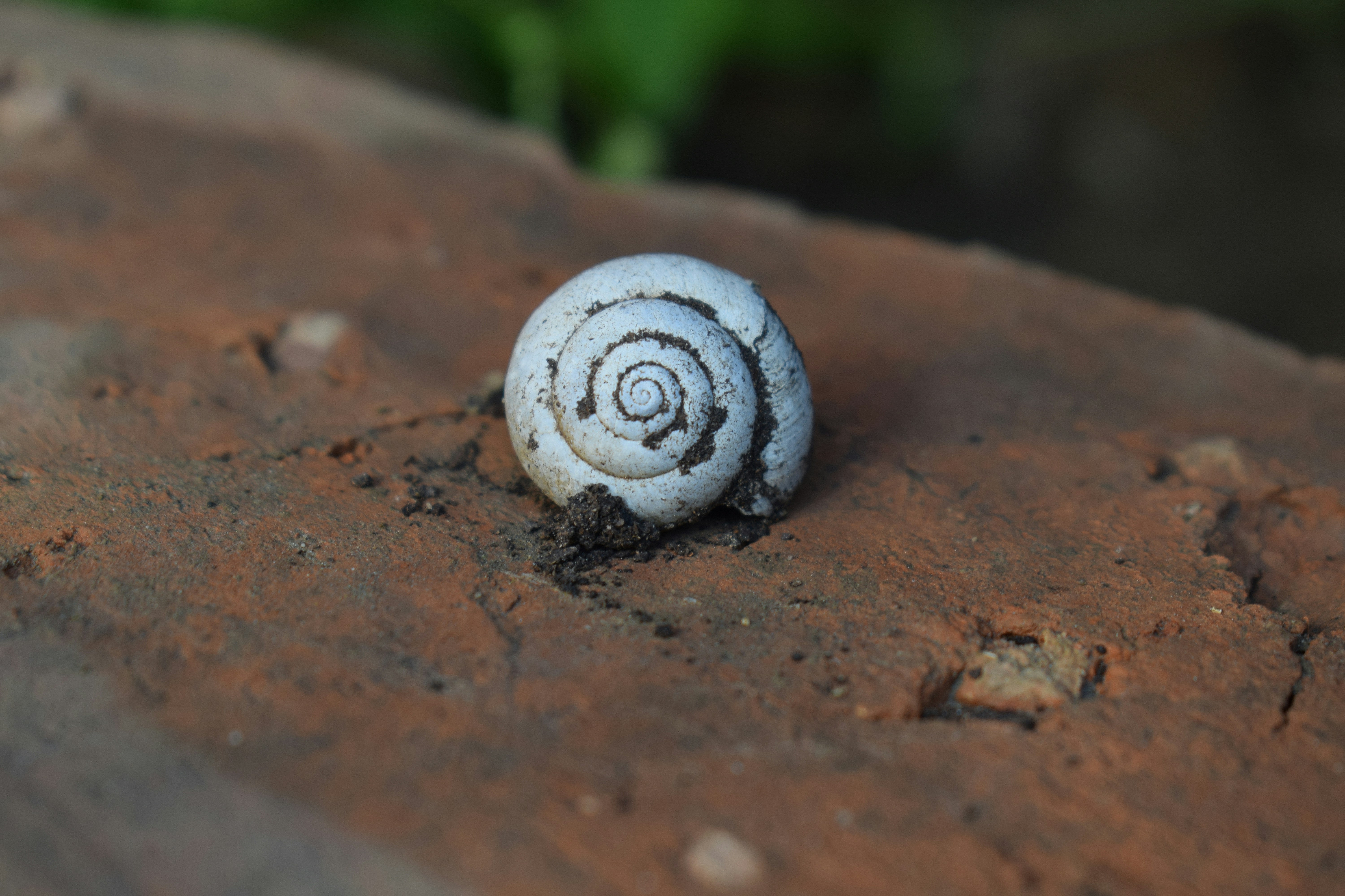 Une coquille d’escargot blanche repose sur une brique rustique.