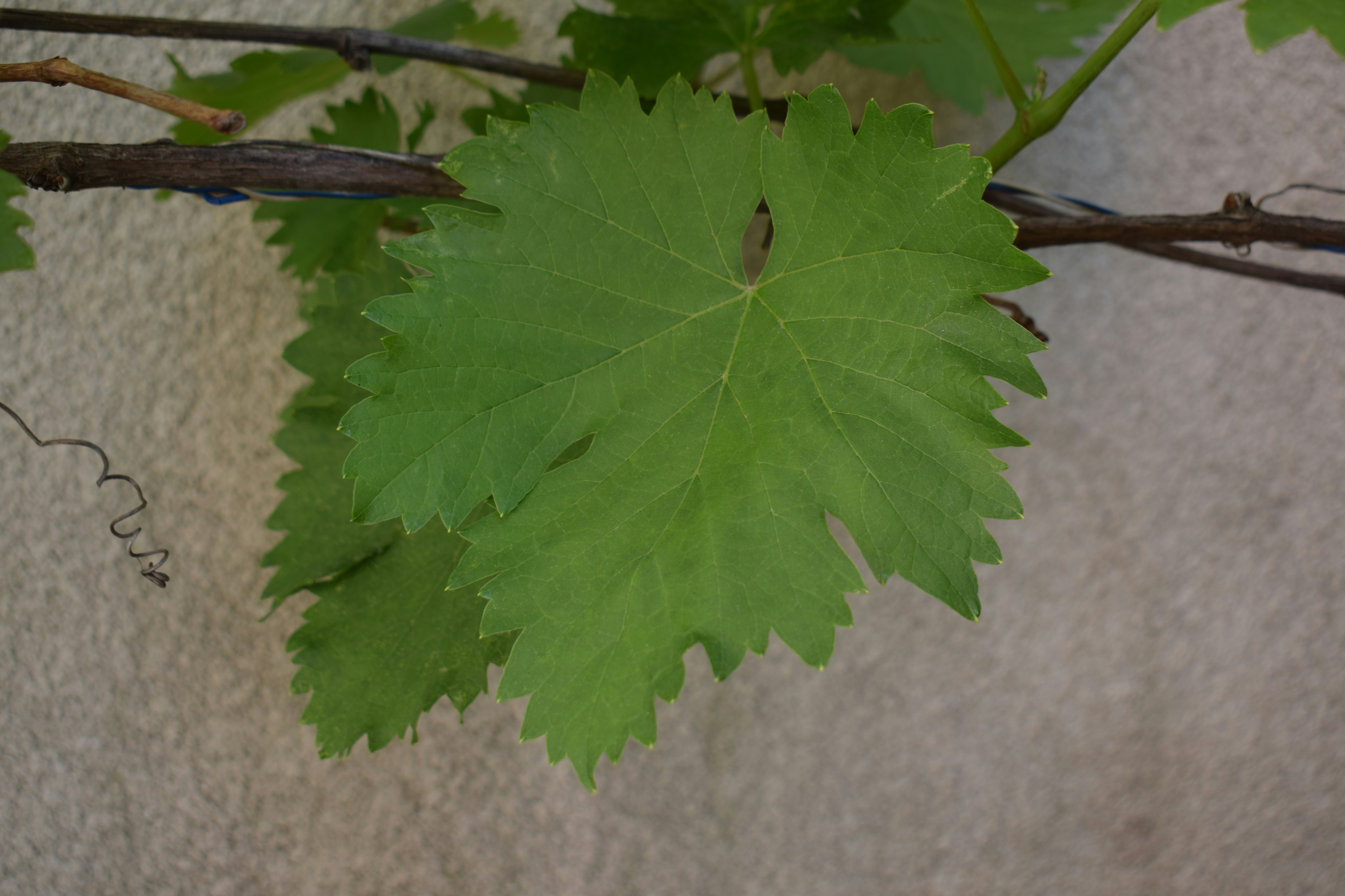 Un petit insecte repose sur une feuille de vigne vert éclatant.