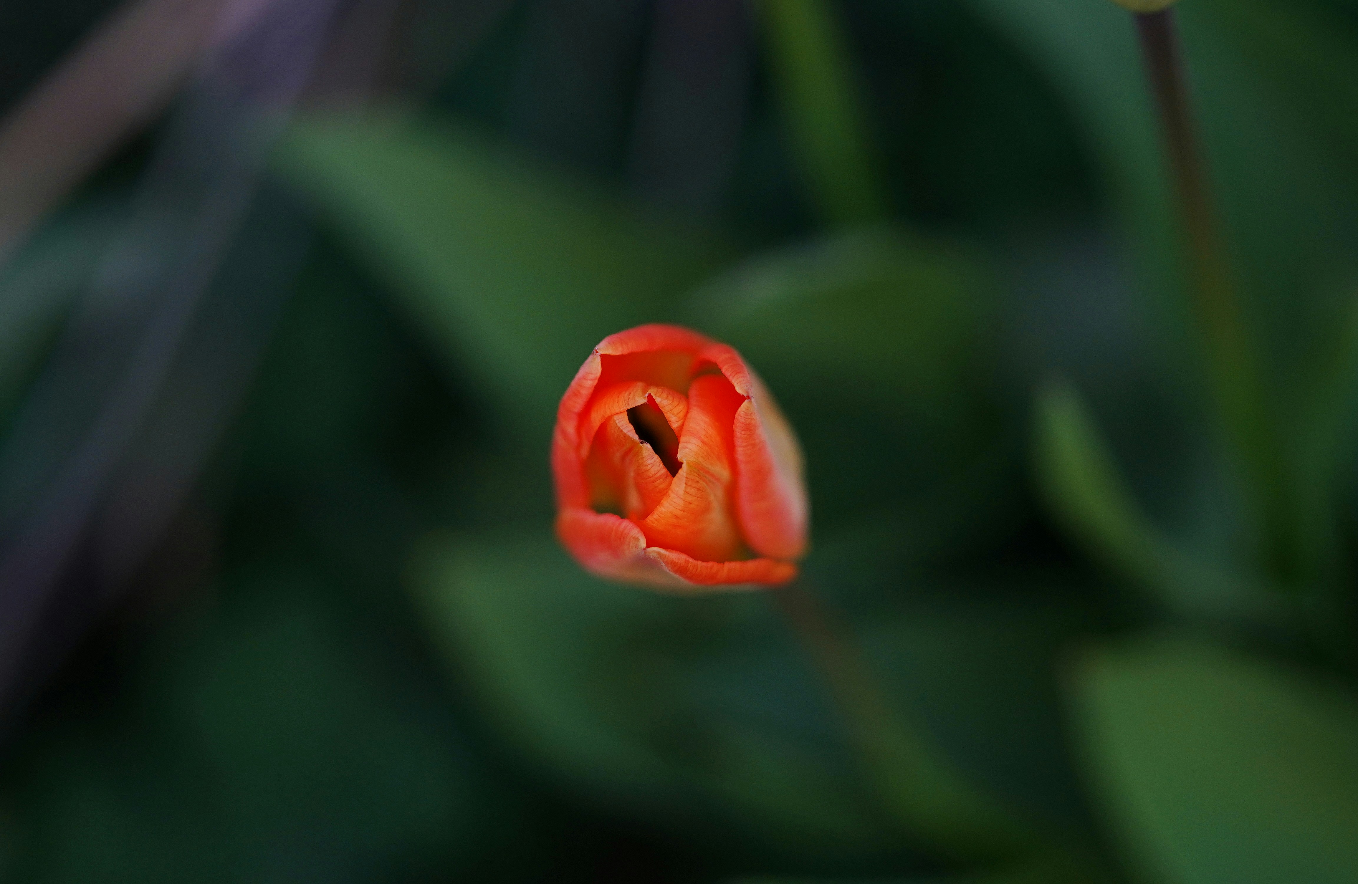 Photo by pirsas
