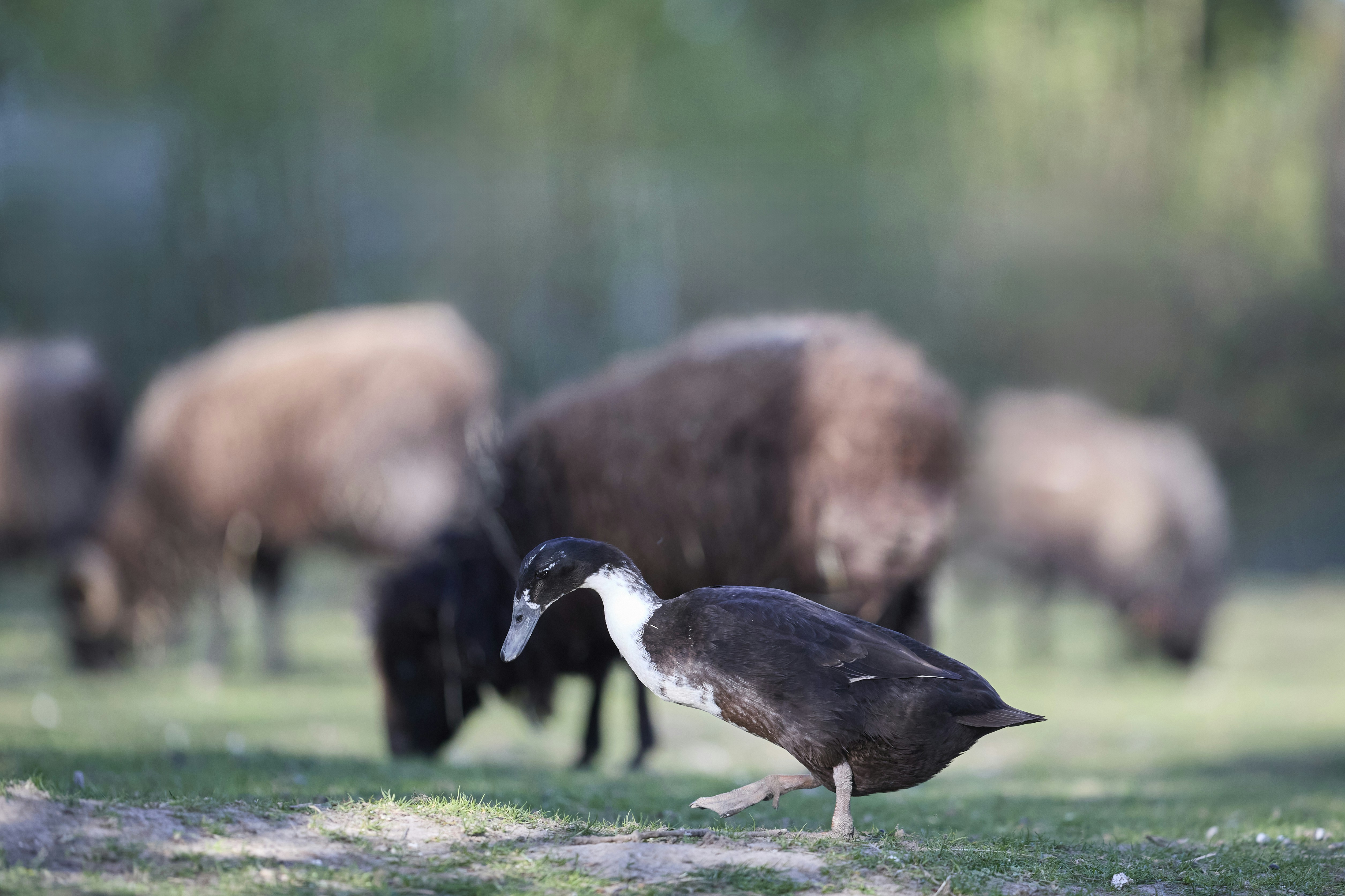 Eine Ente läuft auf einer Wiese mit Schafen im Hintergrund.