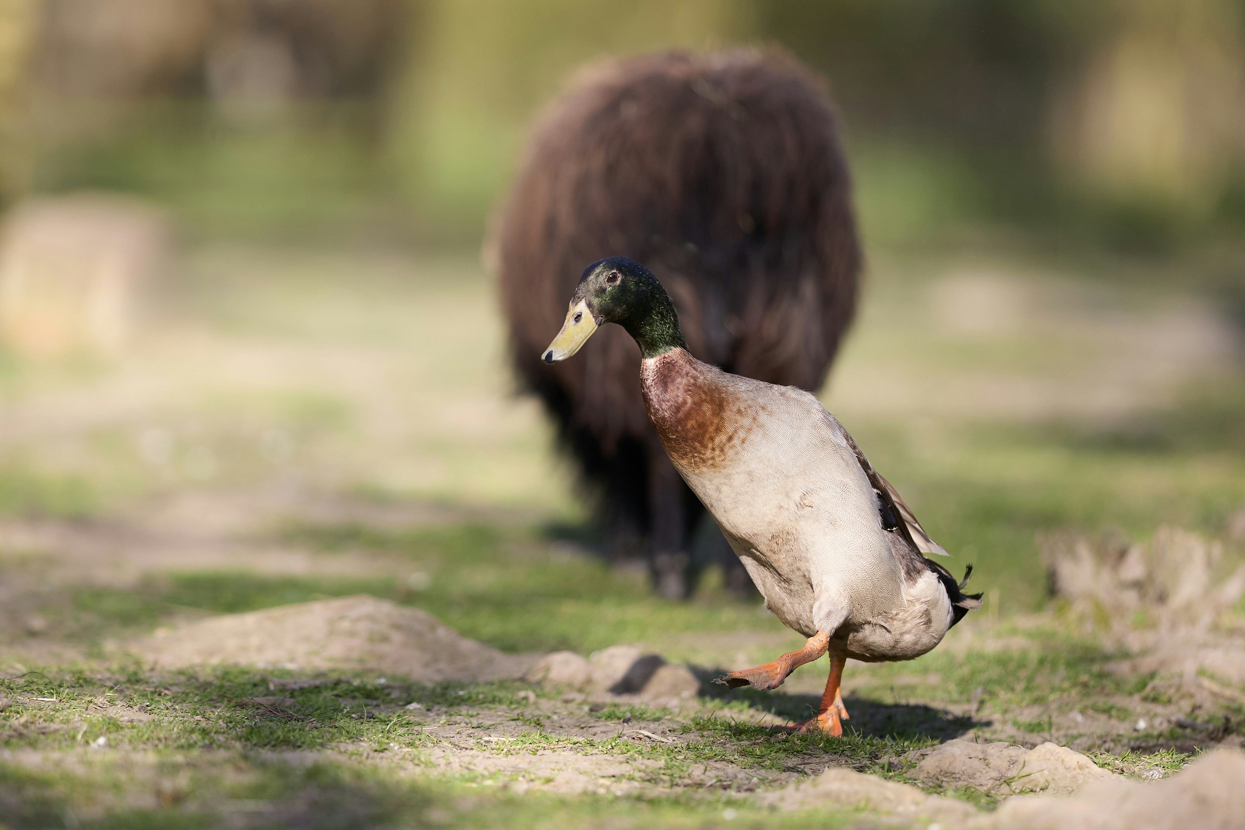 Eine Stockente geht an einem großen pelzigen Tier vorbei.