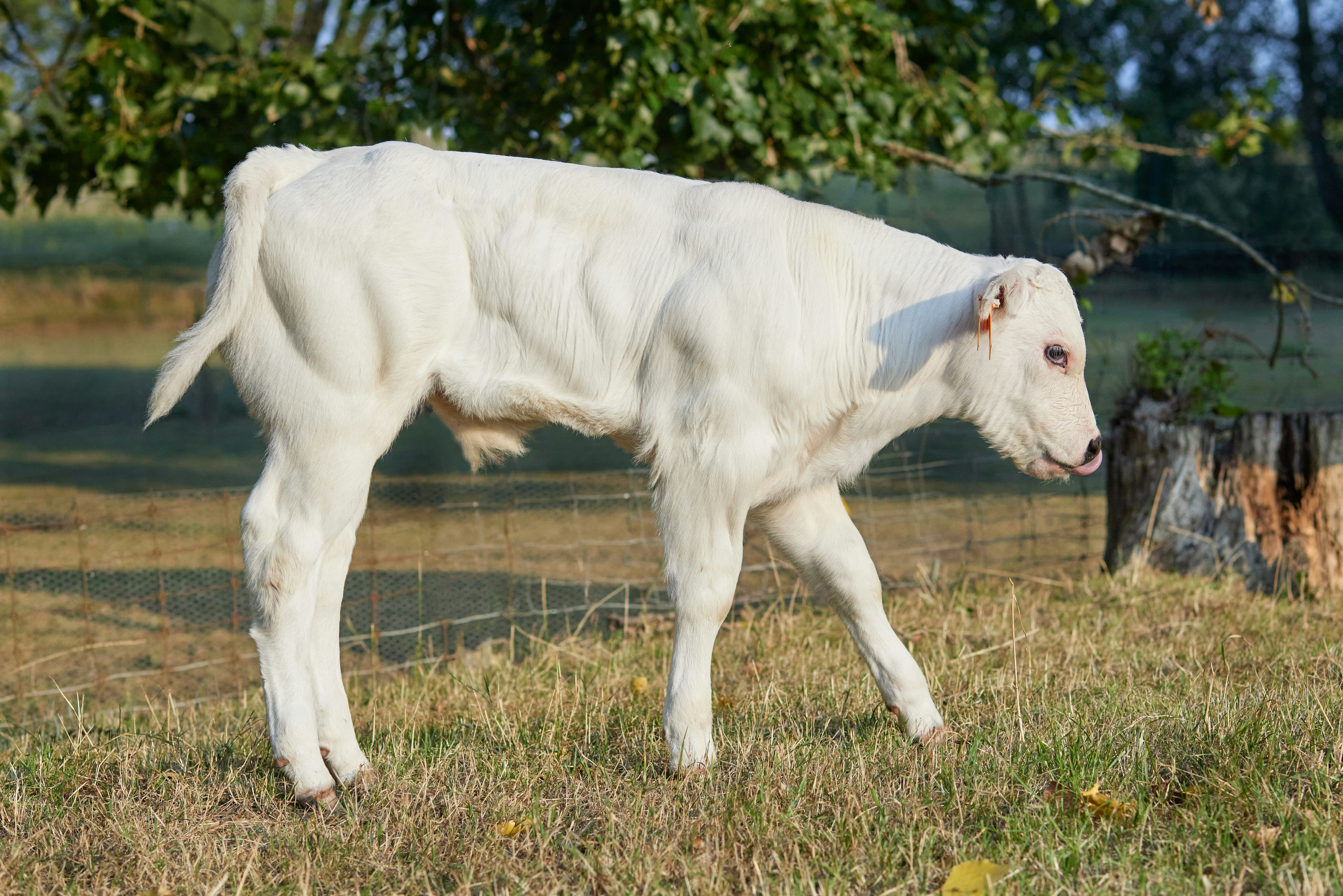 Ein junges weißes Kalb steht auf einem grasbewachsenen Feld.