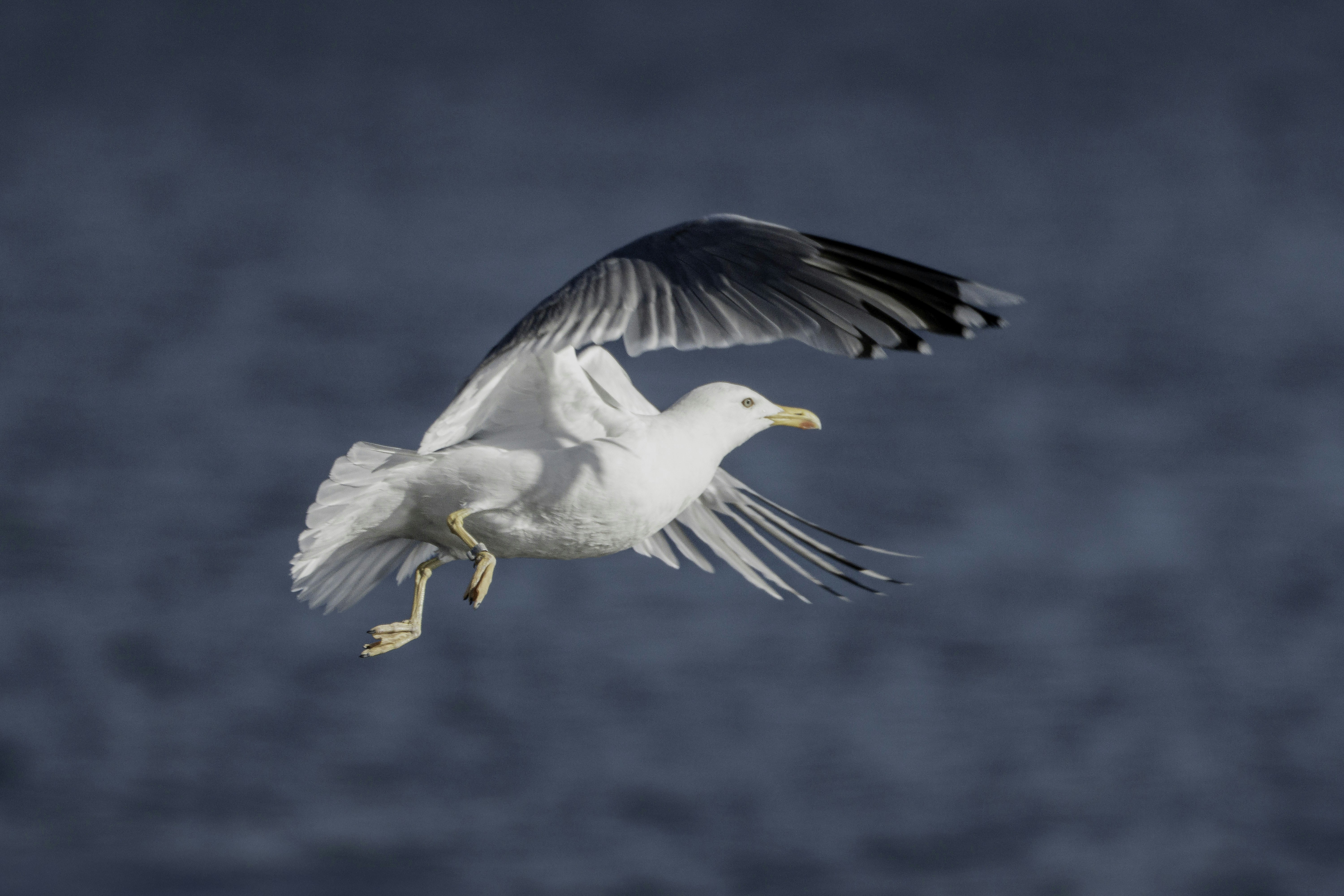 Una gaviota blanca vuela con gracia sobre el agua azul.