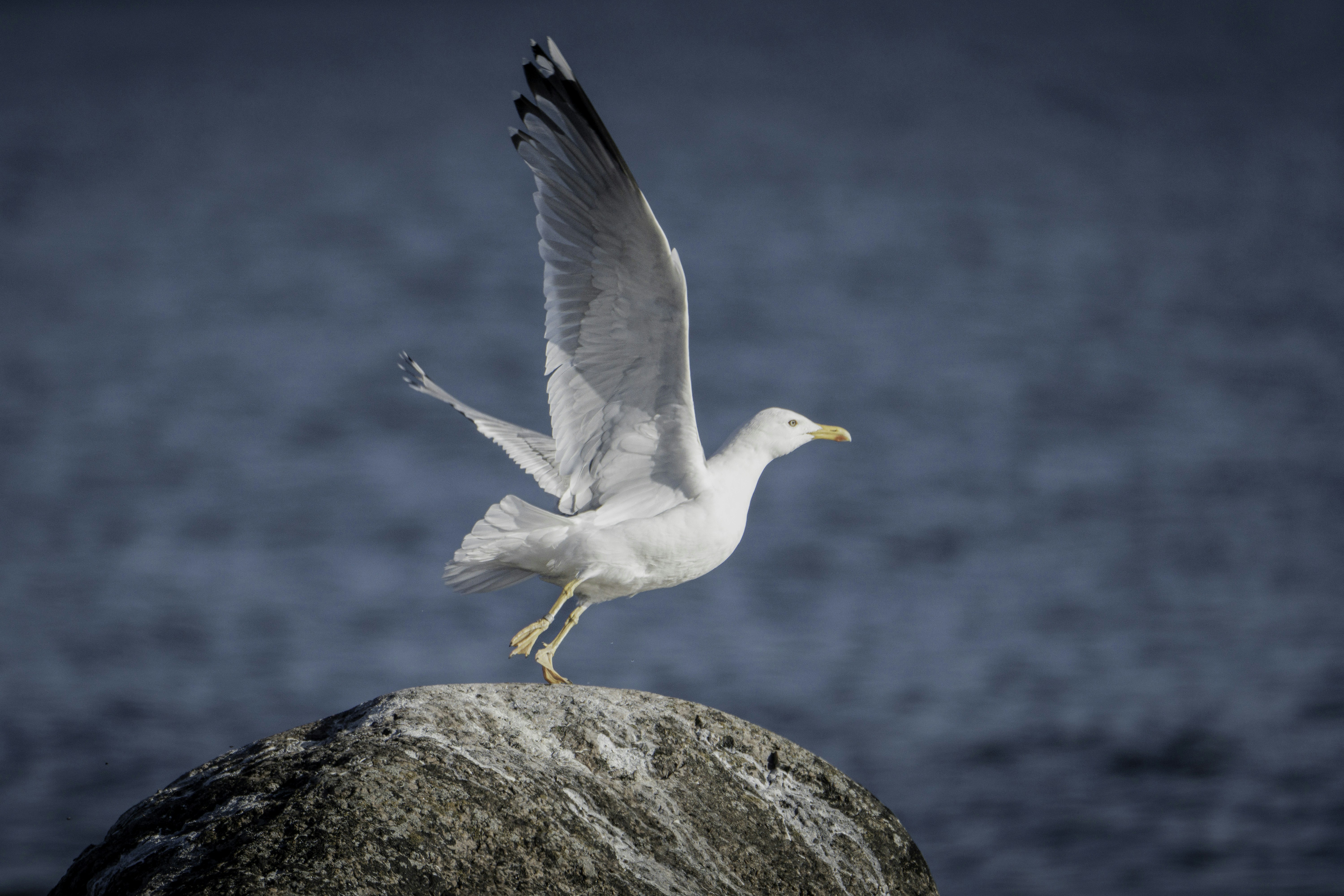 Gaviota alzando vuelo desde una roca.