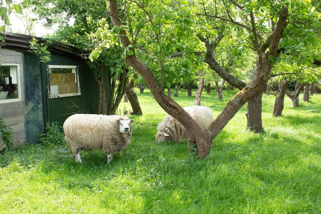 Sheep grazing beneath fruit trees in a relaxed farm orchard