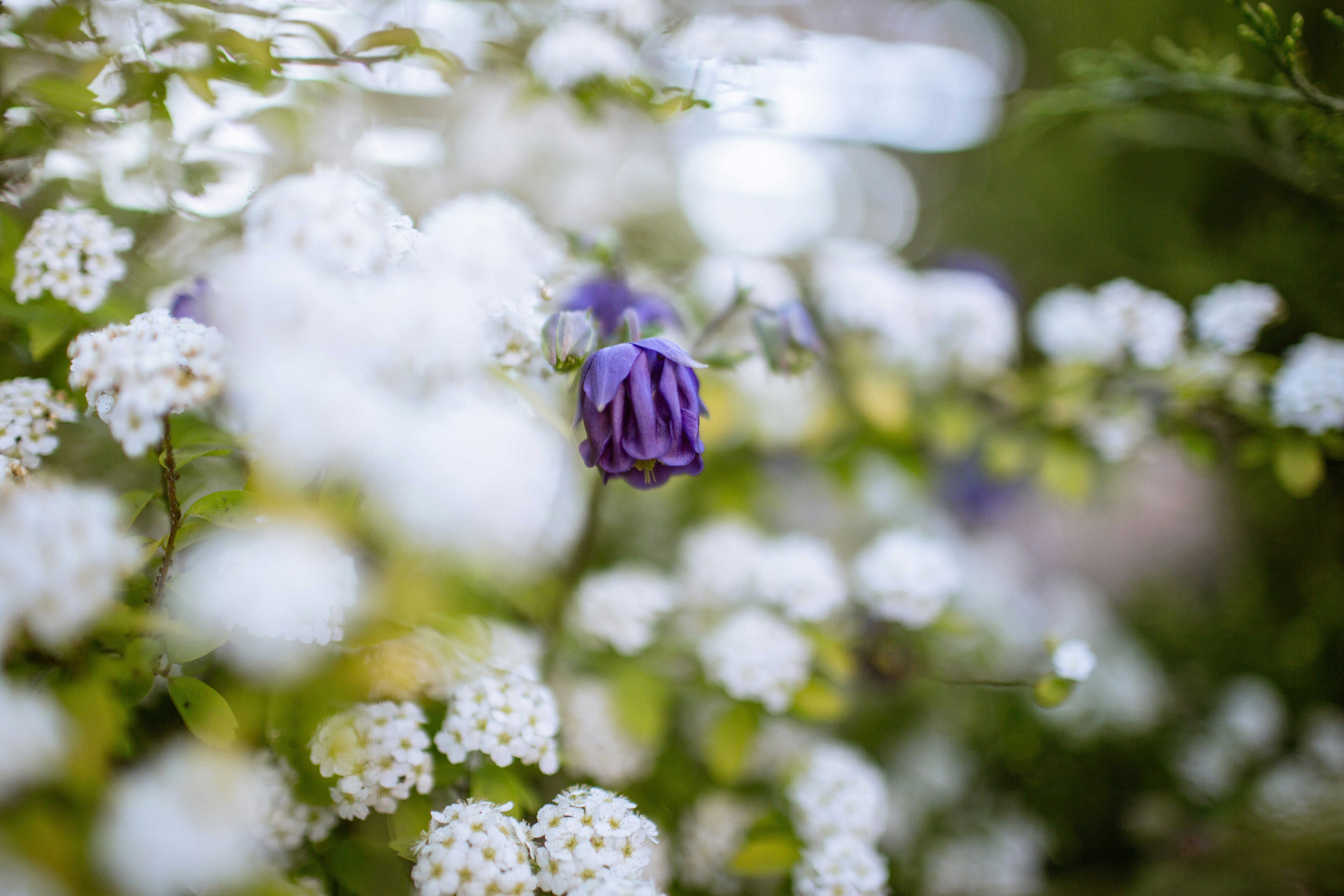 Una flor morada rodeada de pequeñas flores blancas.