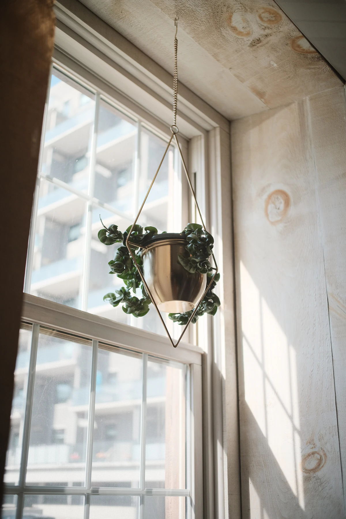 Light hanging plant on a removable hook in a rented lounge