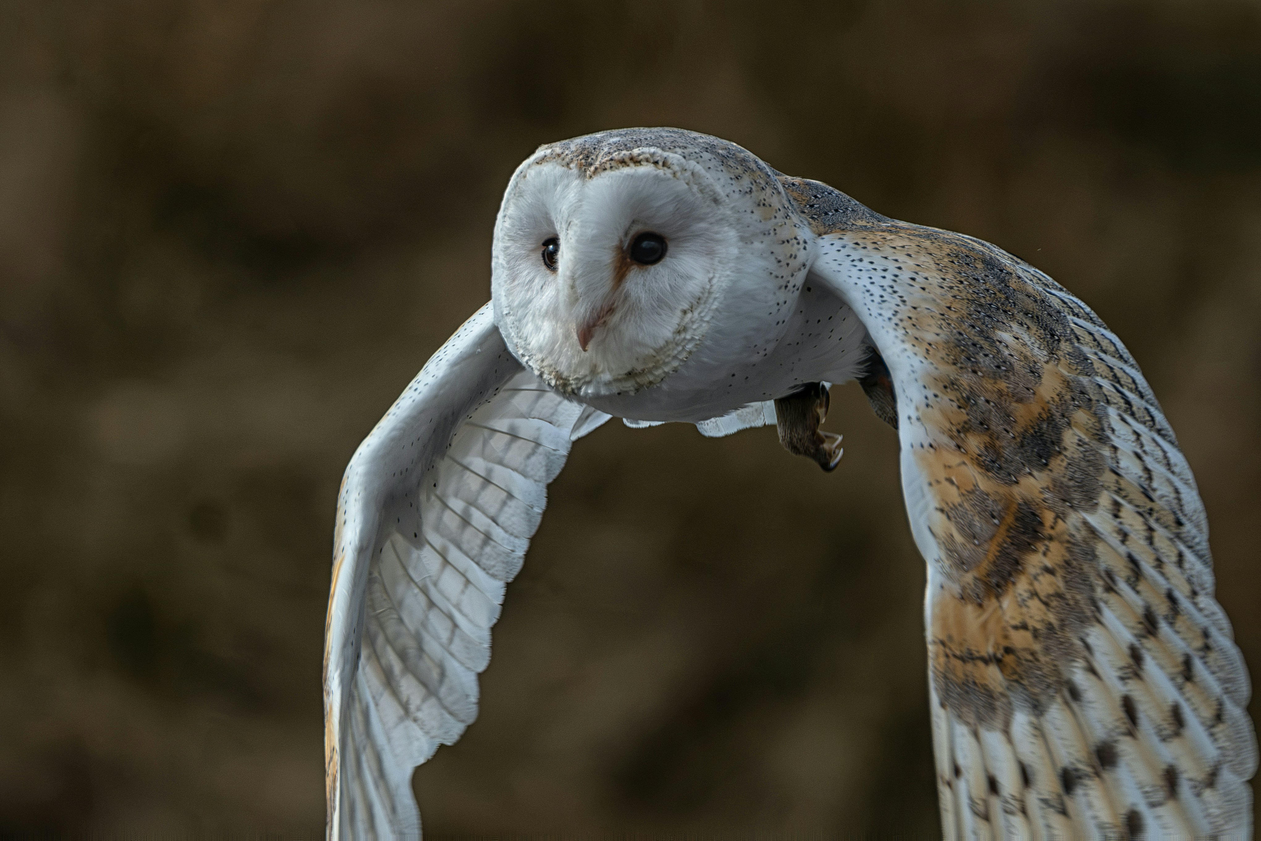 A barn owl in graceful flight.