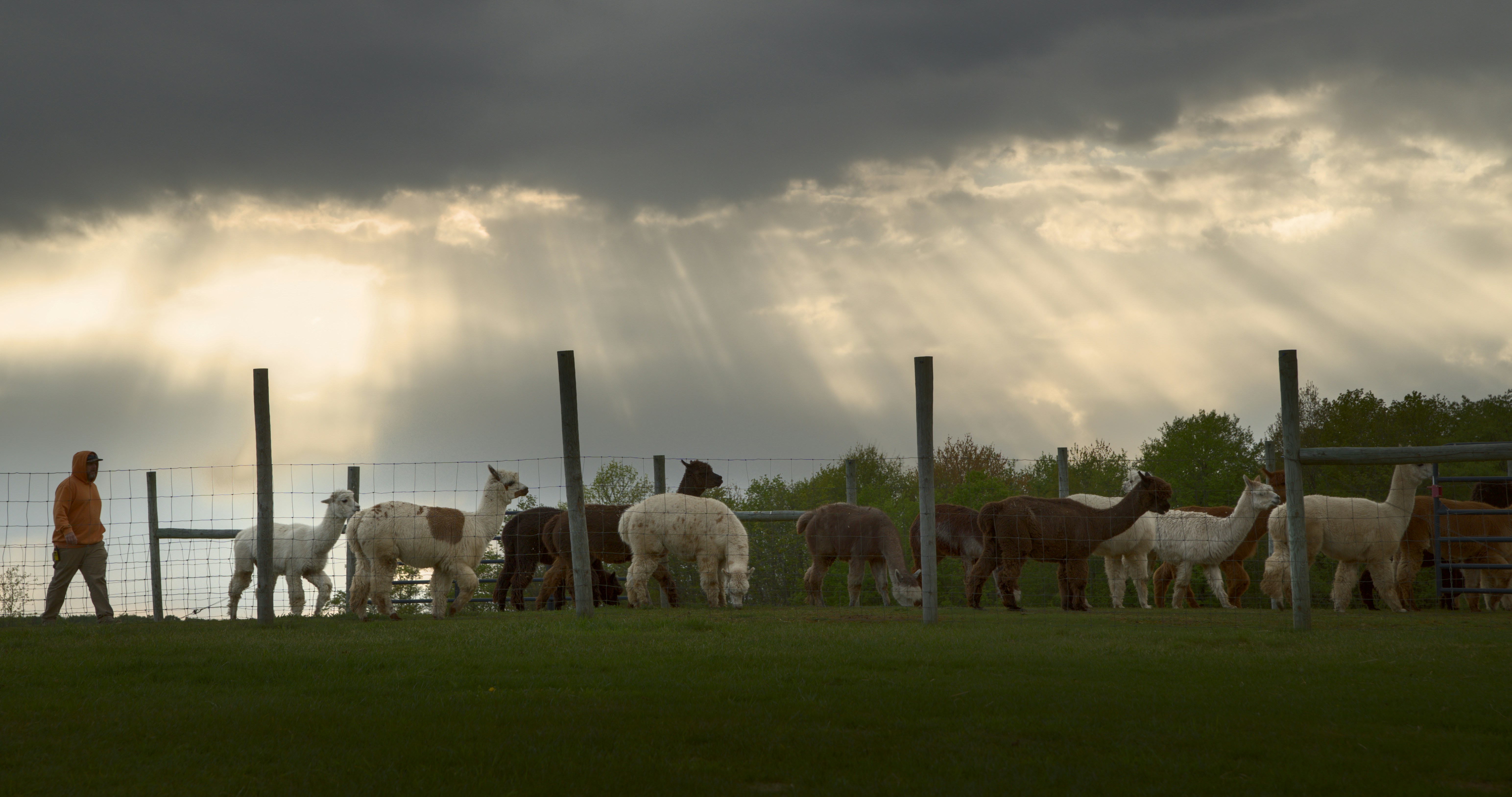 Alpacas and a person in a field with sun rays.
