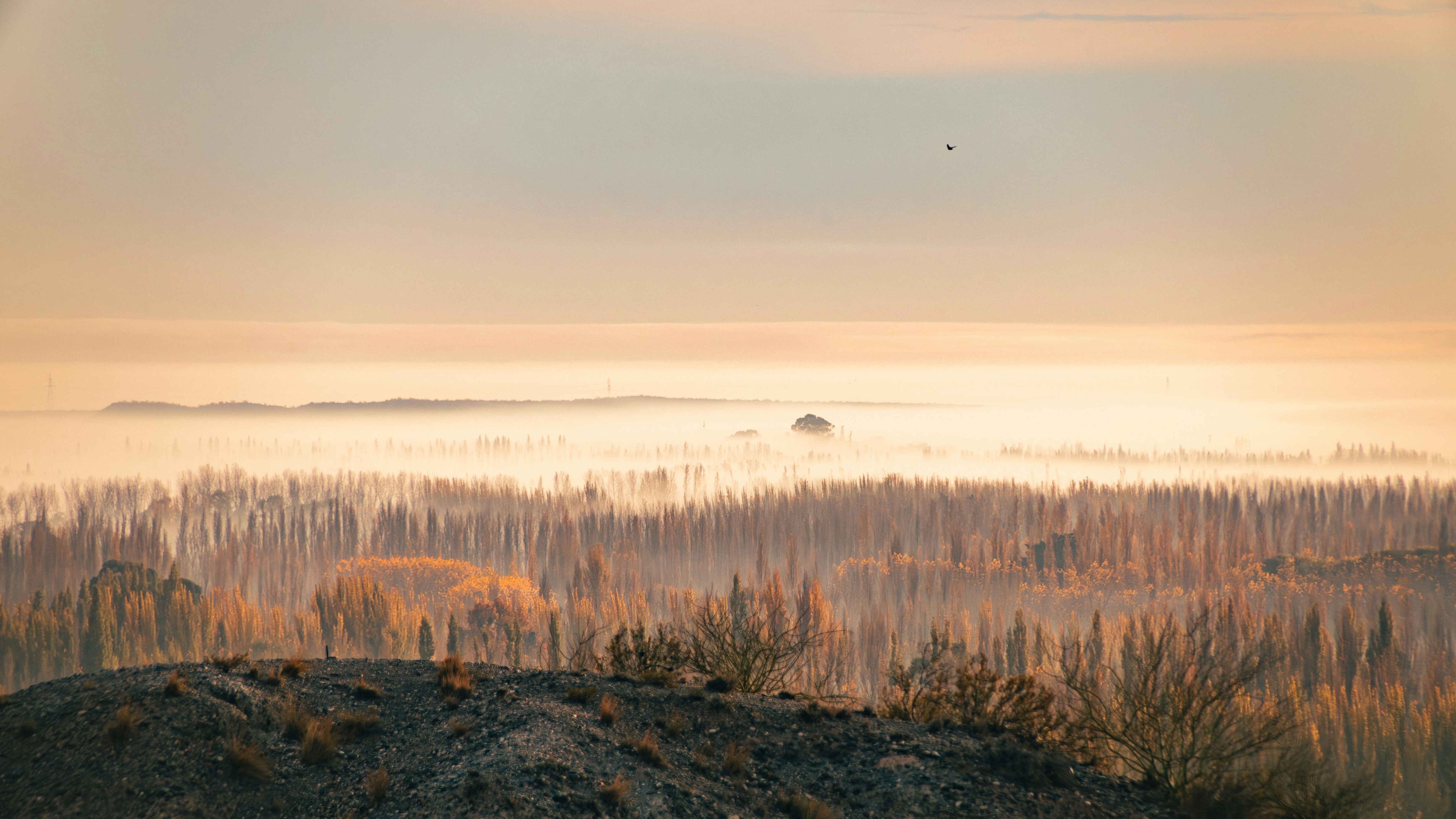Misty forest landscape at sunrise with warm, hazy light.