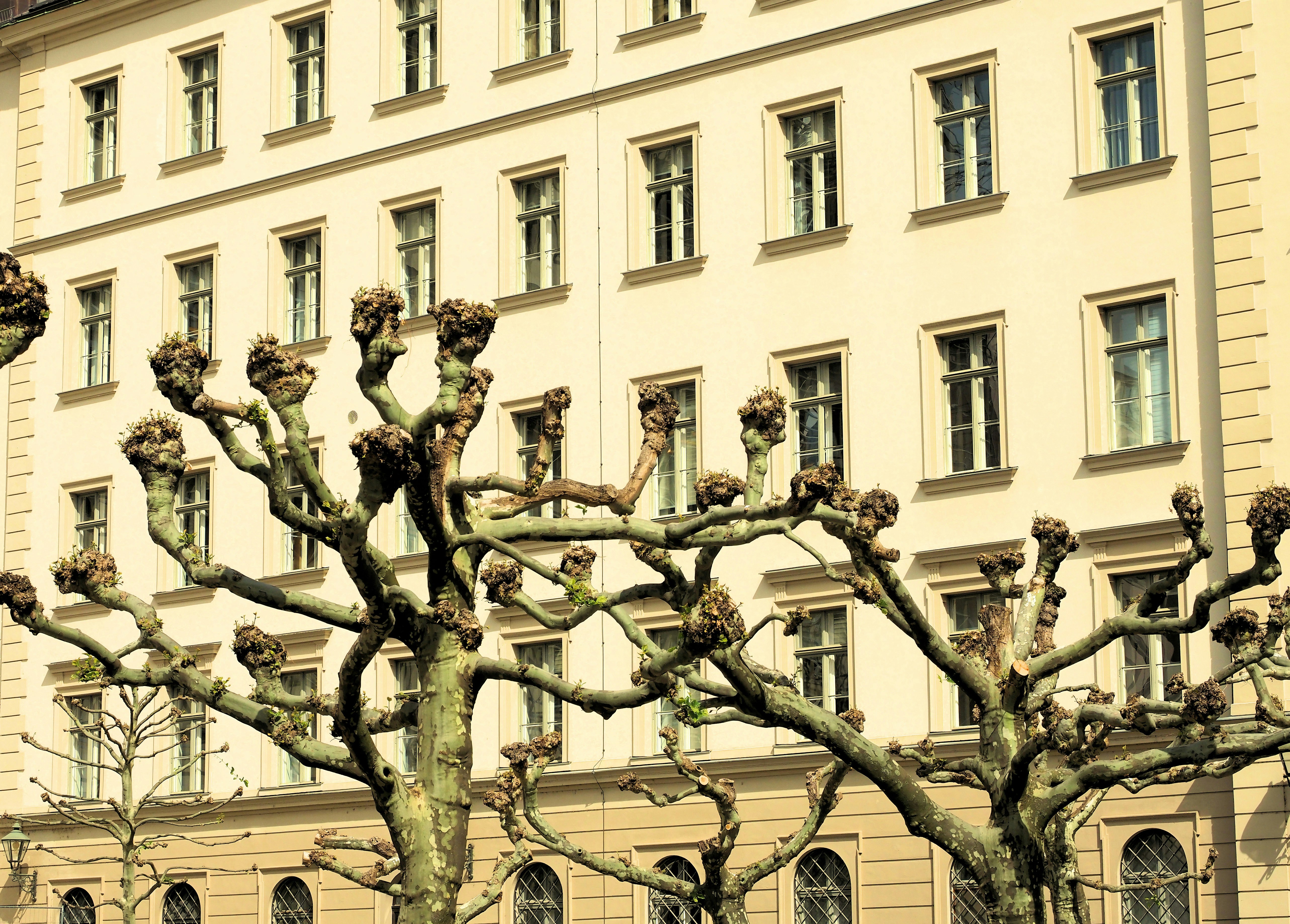 Bare trees with gnarled branches in front of a building.