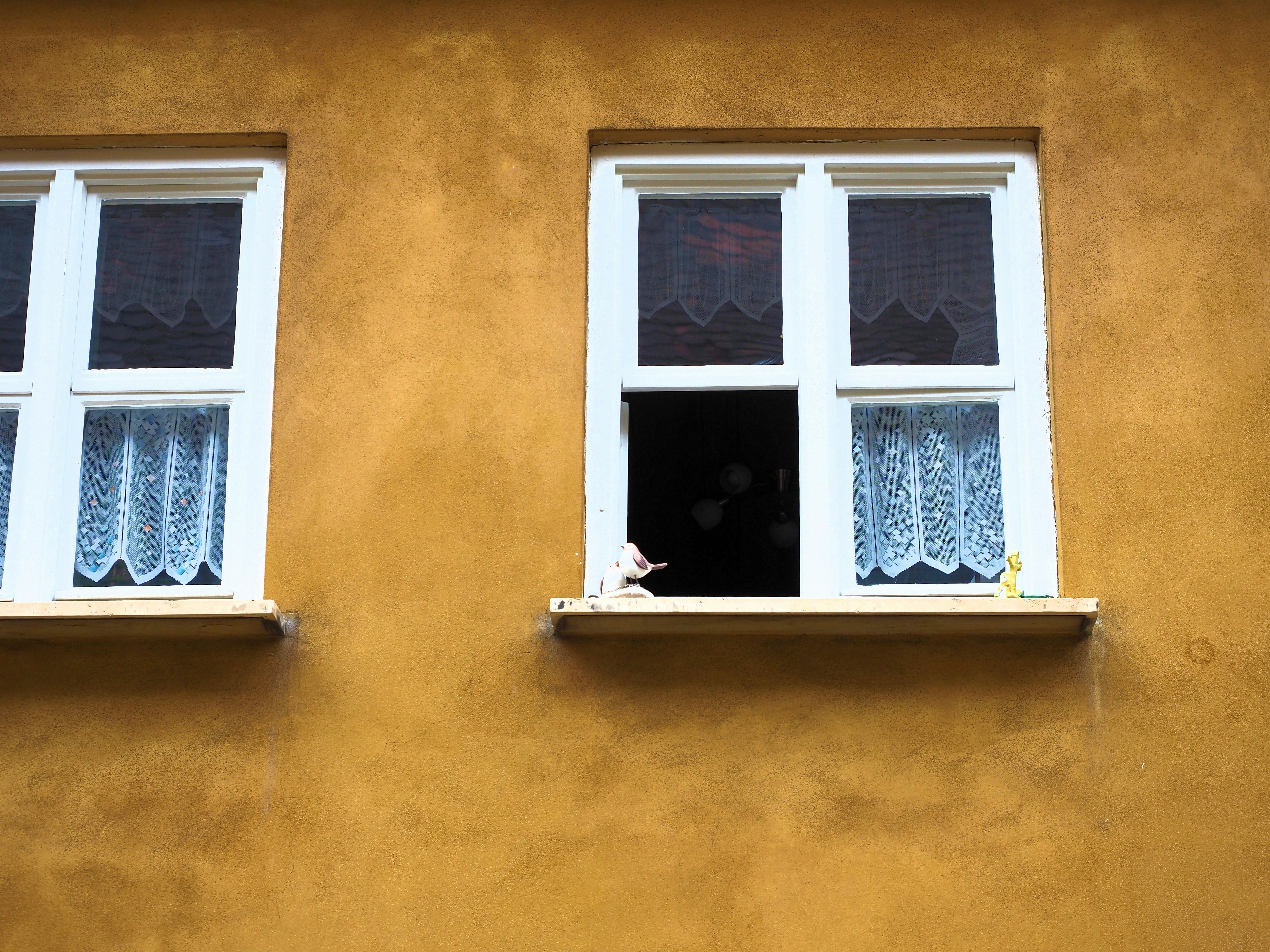 Two white-framed windows on a yellow wall