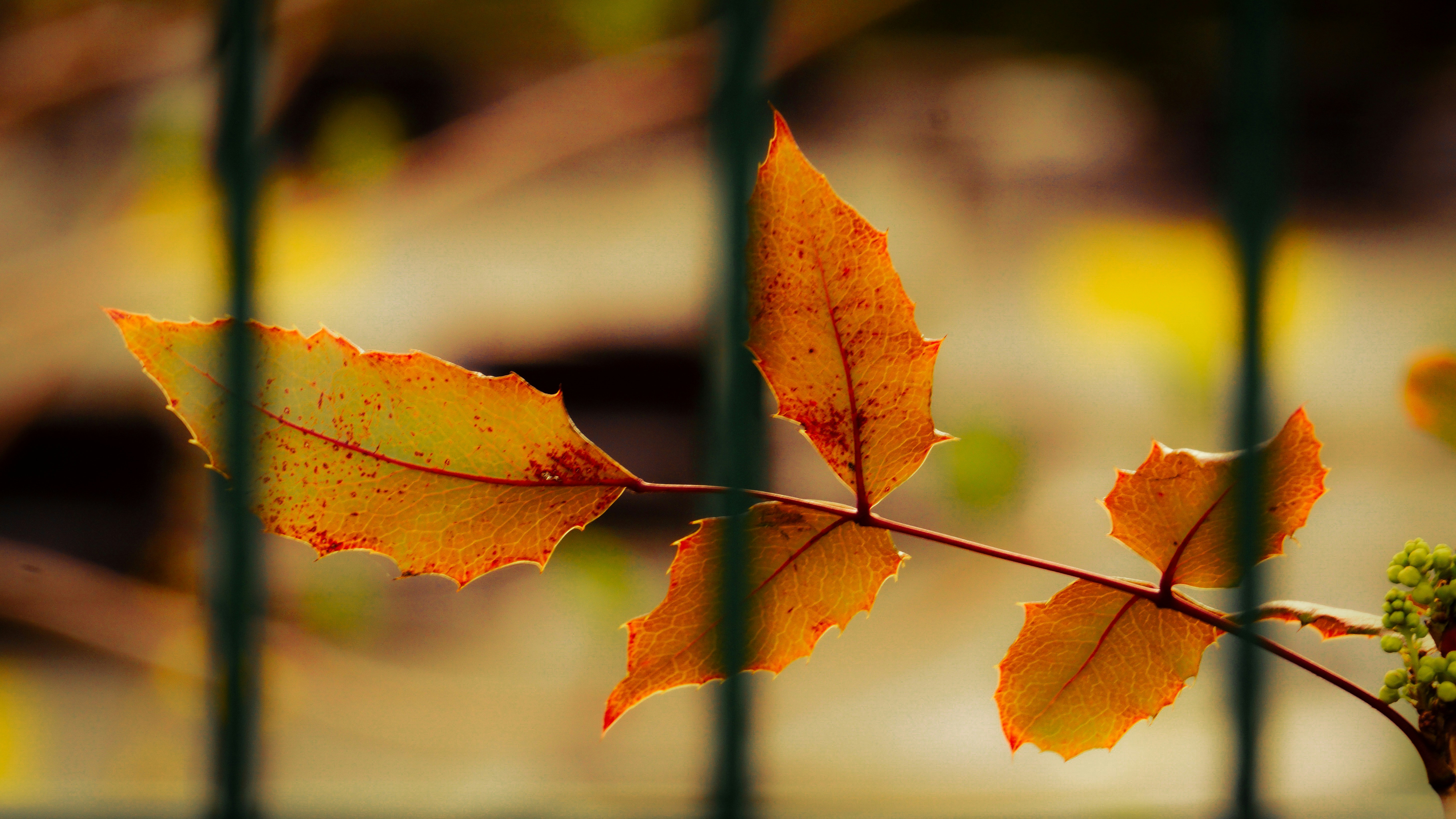 Autumn leaves on a branch behind a fence