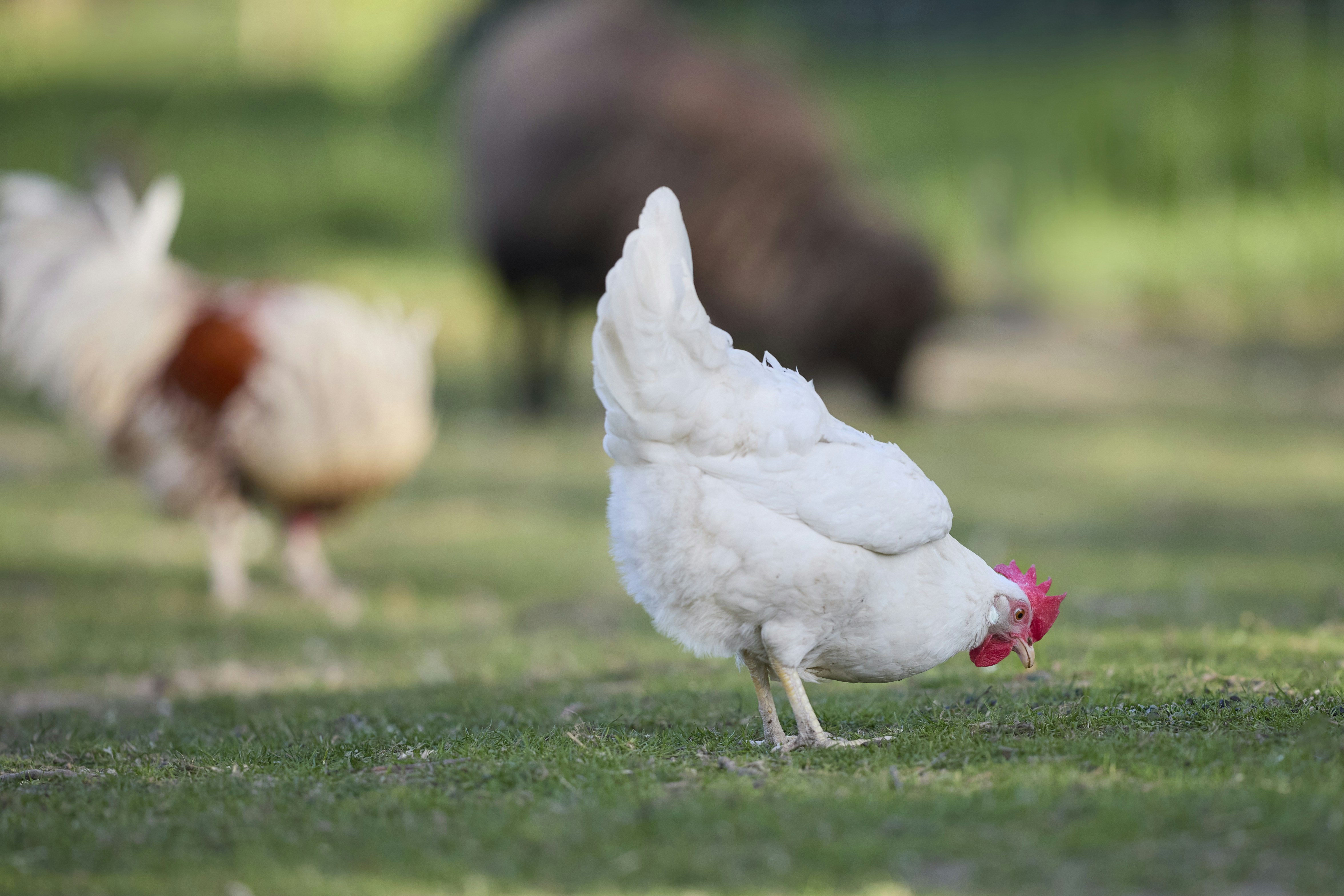 Ein weißes Huhn, das auf einem Feld auf grünes Gras pickt.