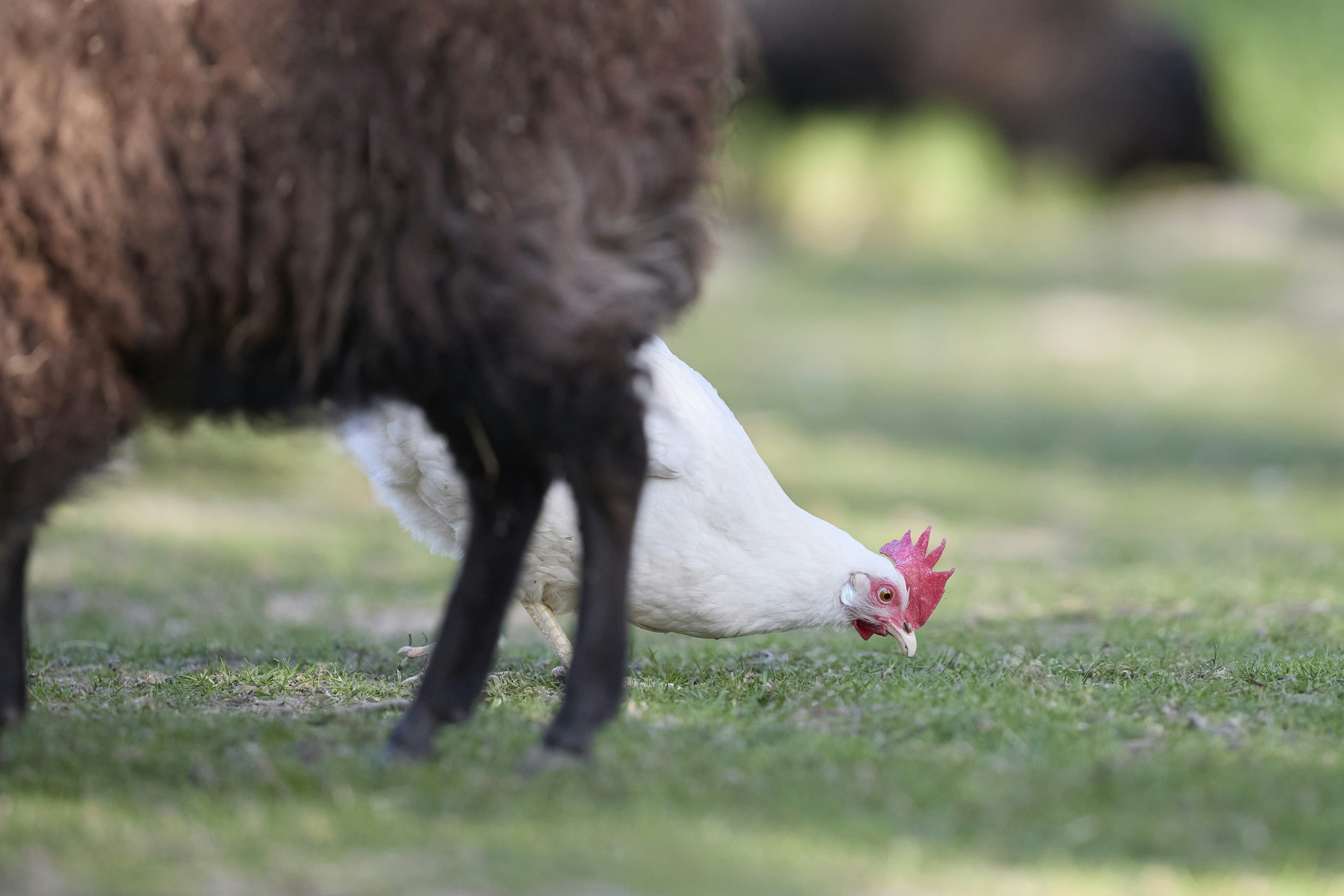 Ein weißes Huhn pickt auf Gras in der Nähe eines Schafs.