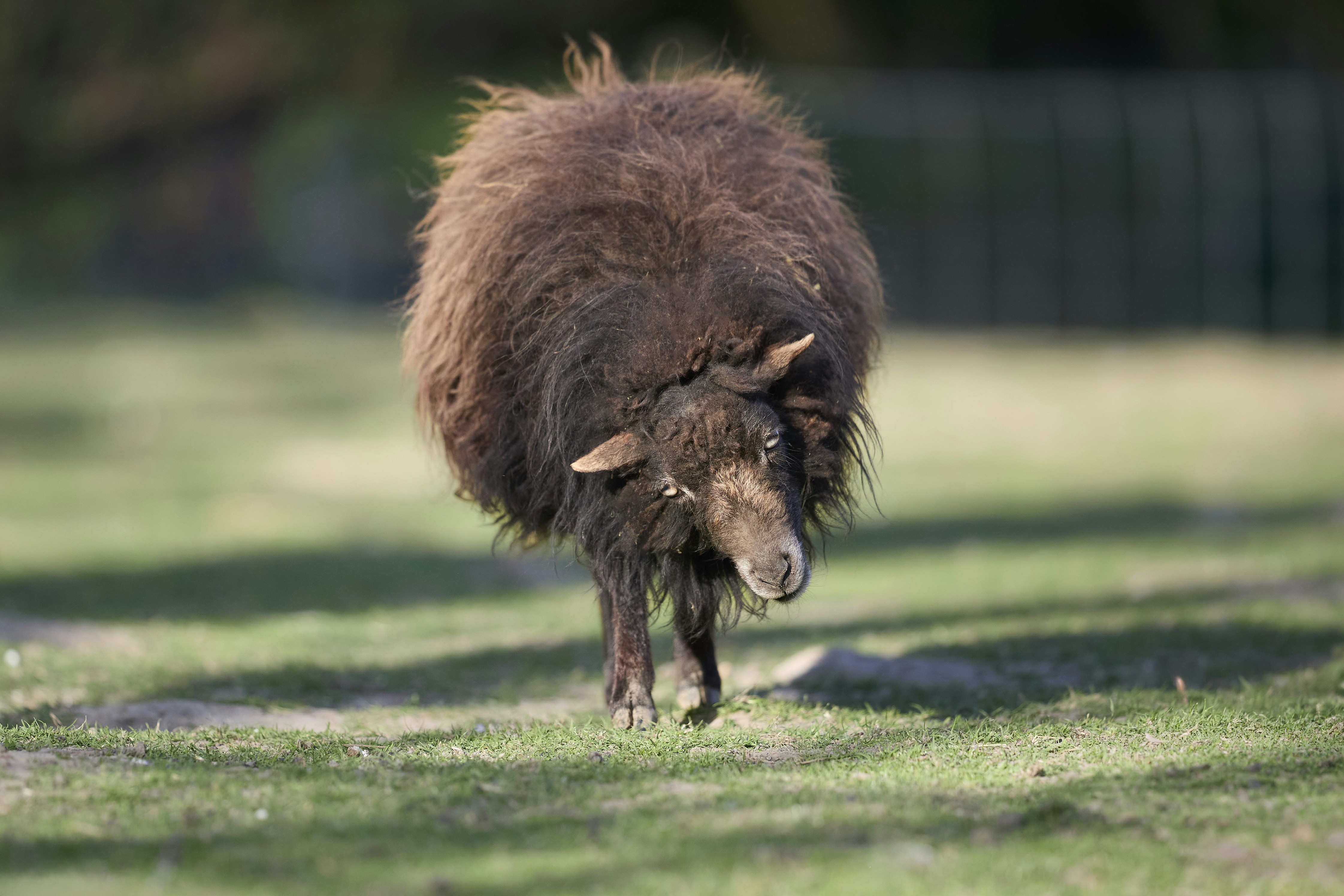Ein flauschiges braunes Schaf läuft über ein grasbewachsenes Feld.