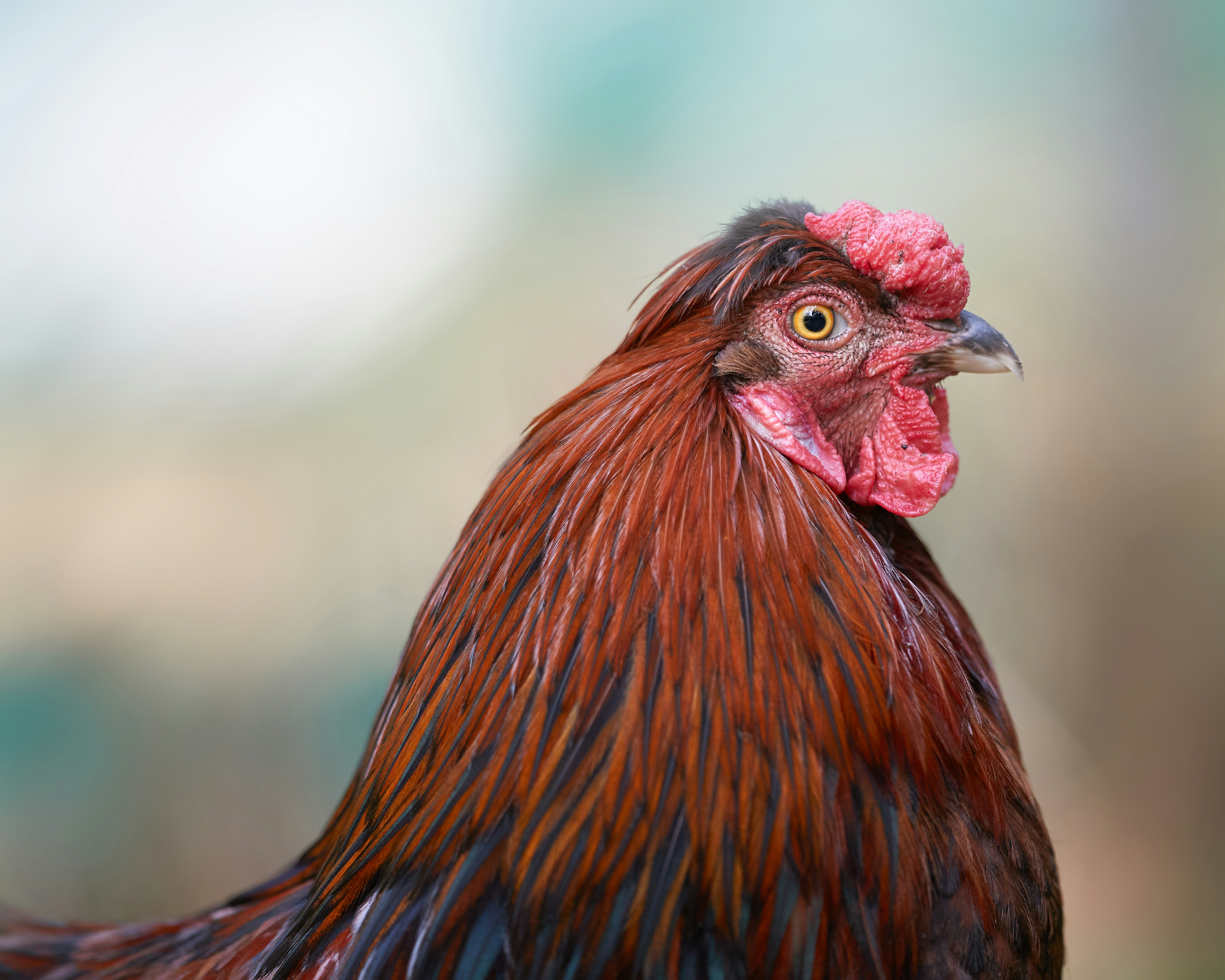 Ein braunes Huhn mit rotem Kamm und gelbem Auge.