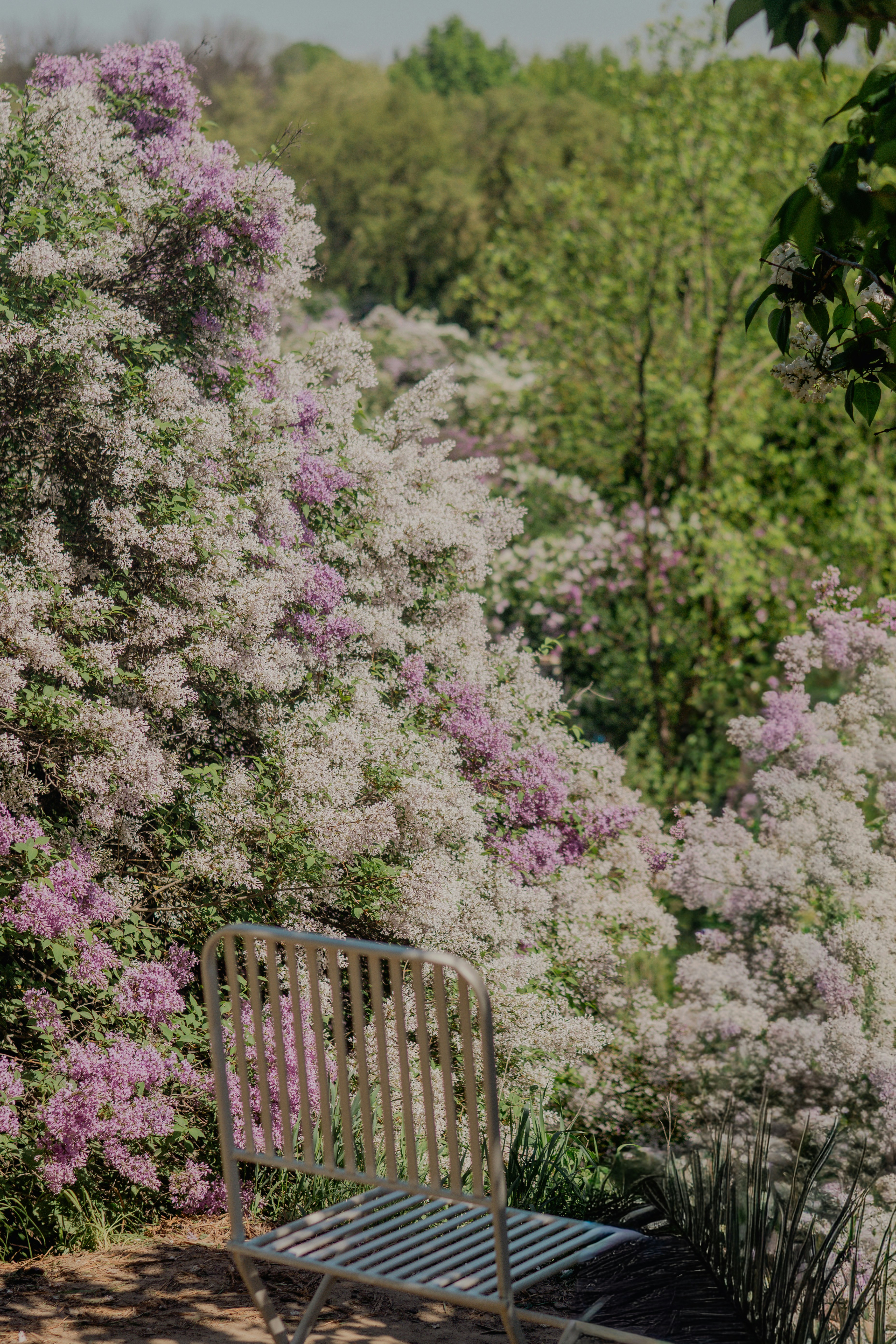 A white chair sits among blooming purple and white lilacs.