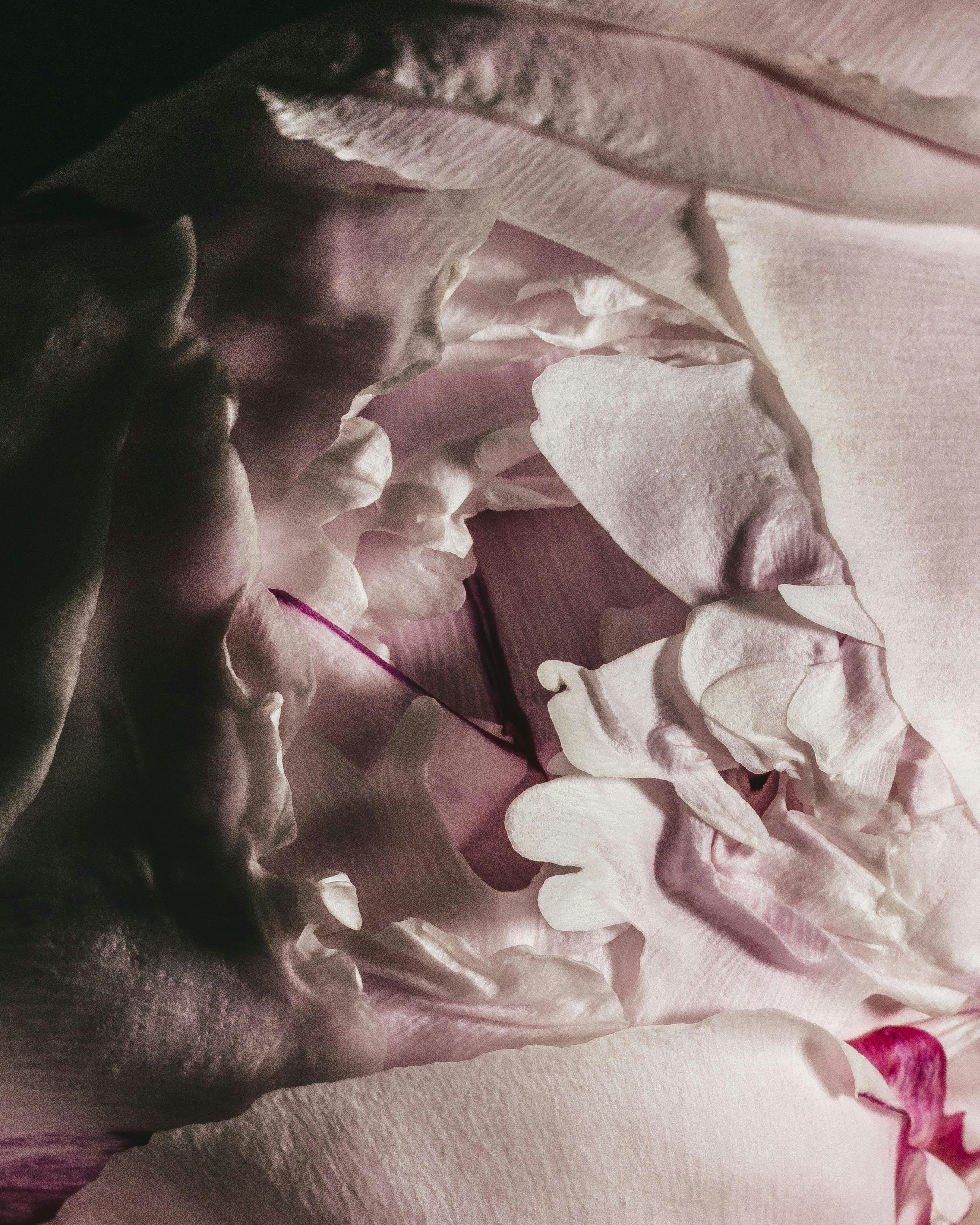 Gros plan de pétales délicats de fleurs roses et blanches.