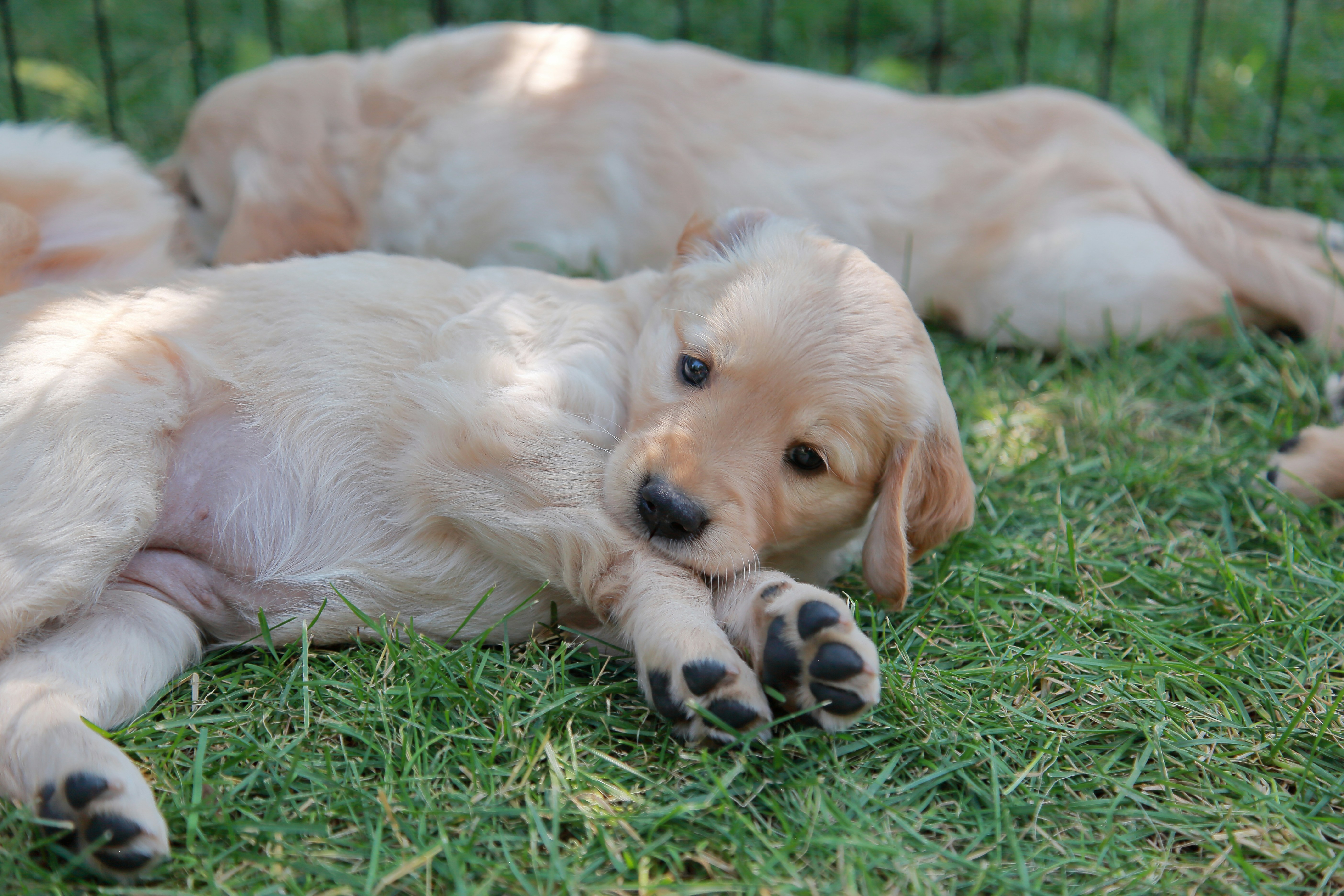 Two golden retriever puppies resting on grass