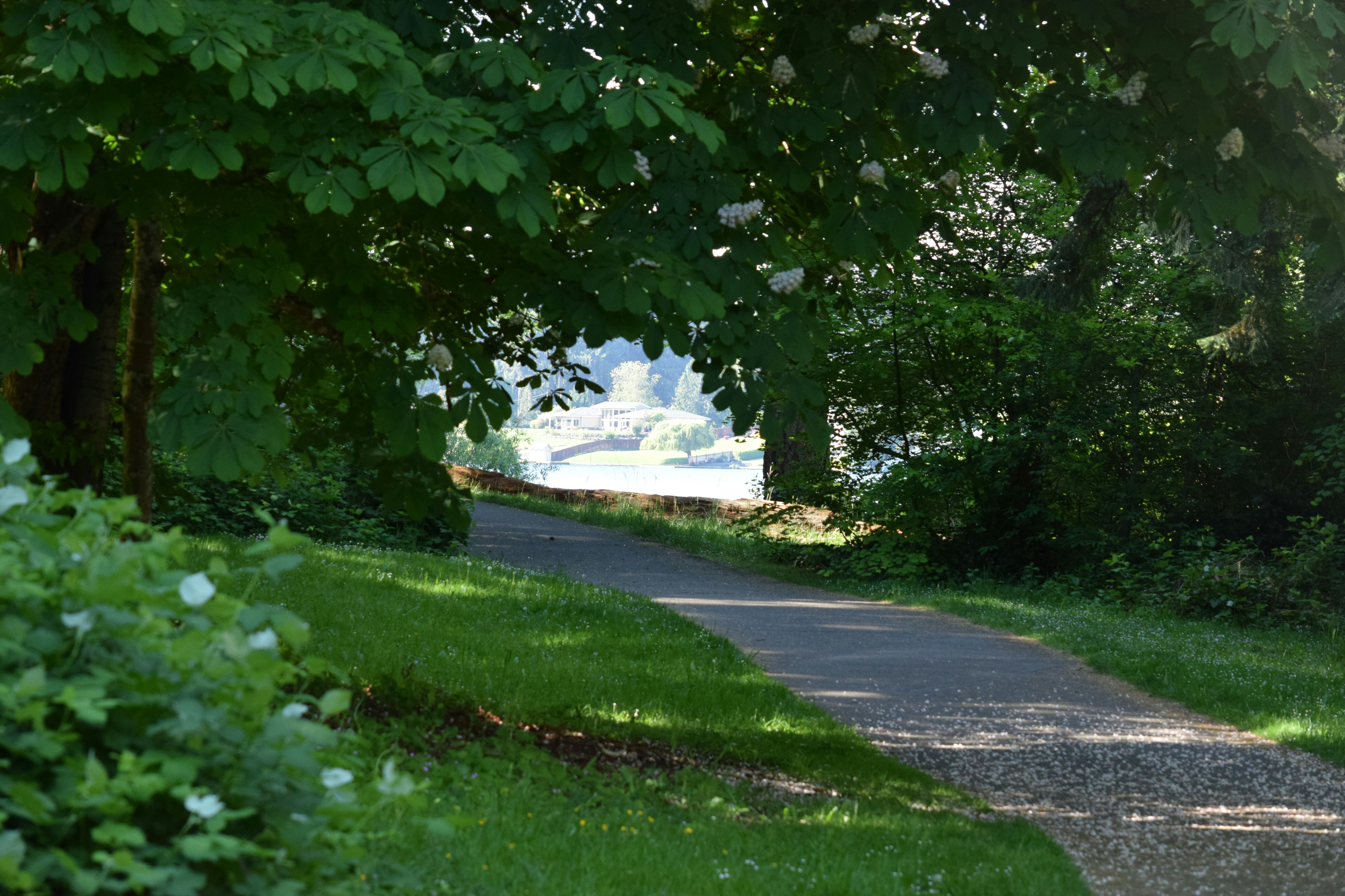Un chemin de parc ombragé menant à une zone lumineuse et ouverte.