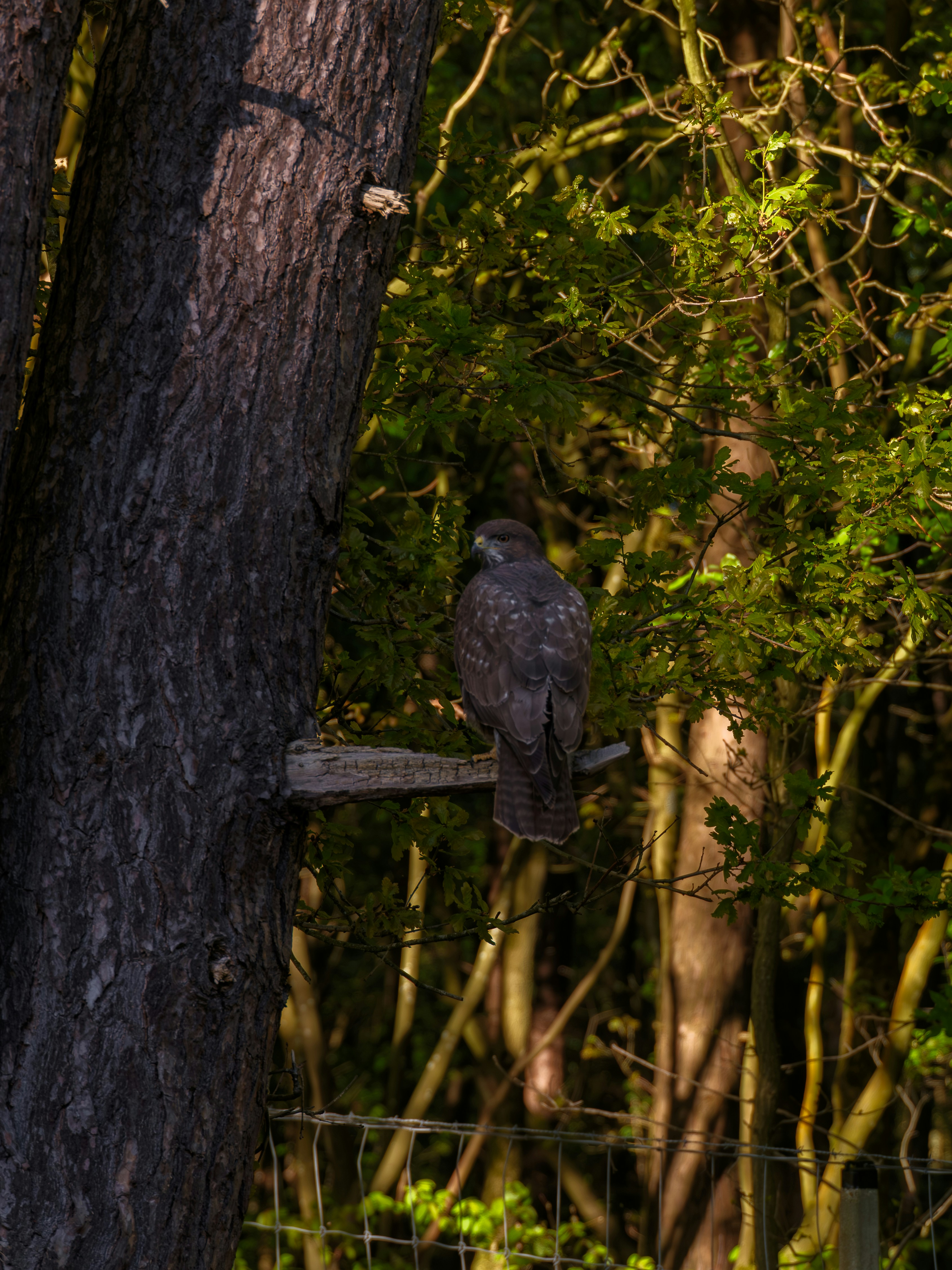 A hawk perches on a branch in a forest.
