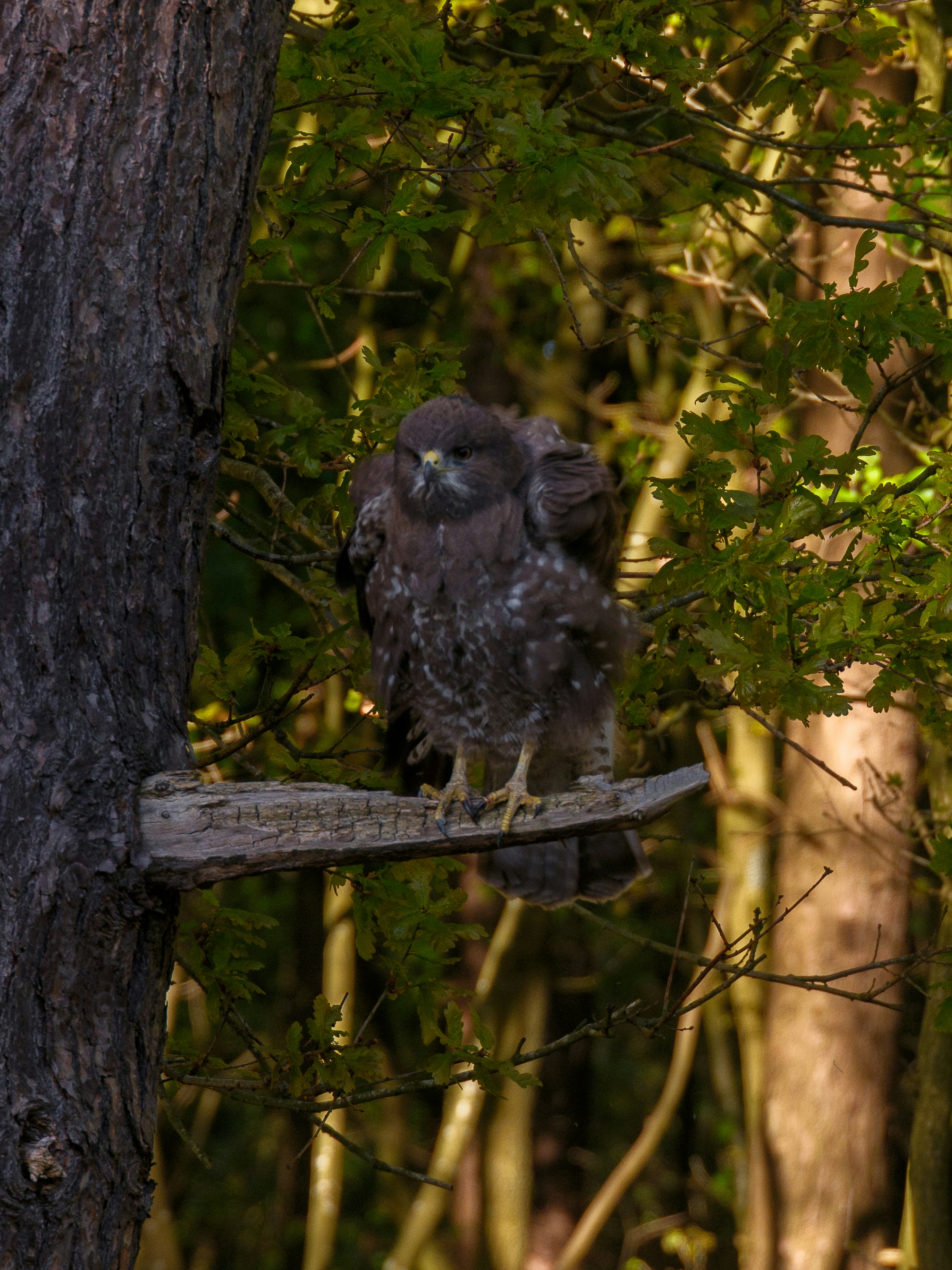 A young hawk perched on a branch in a forest.
