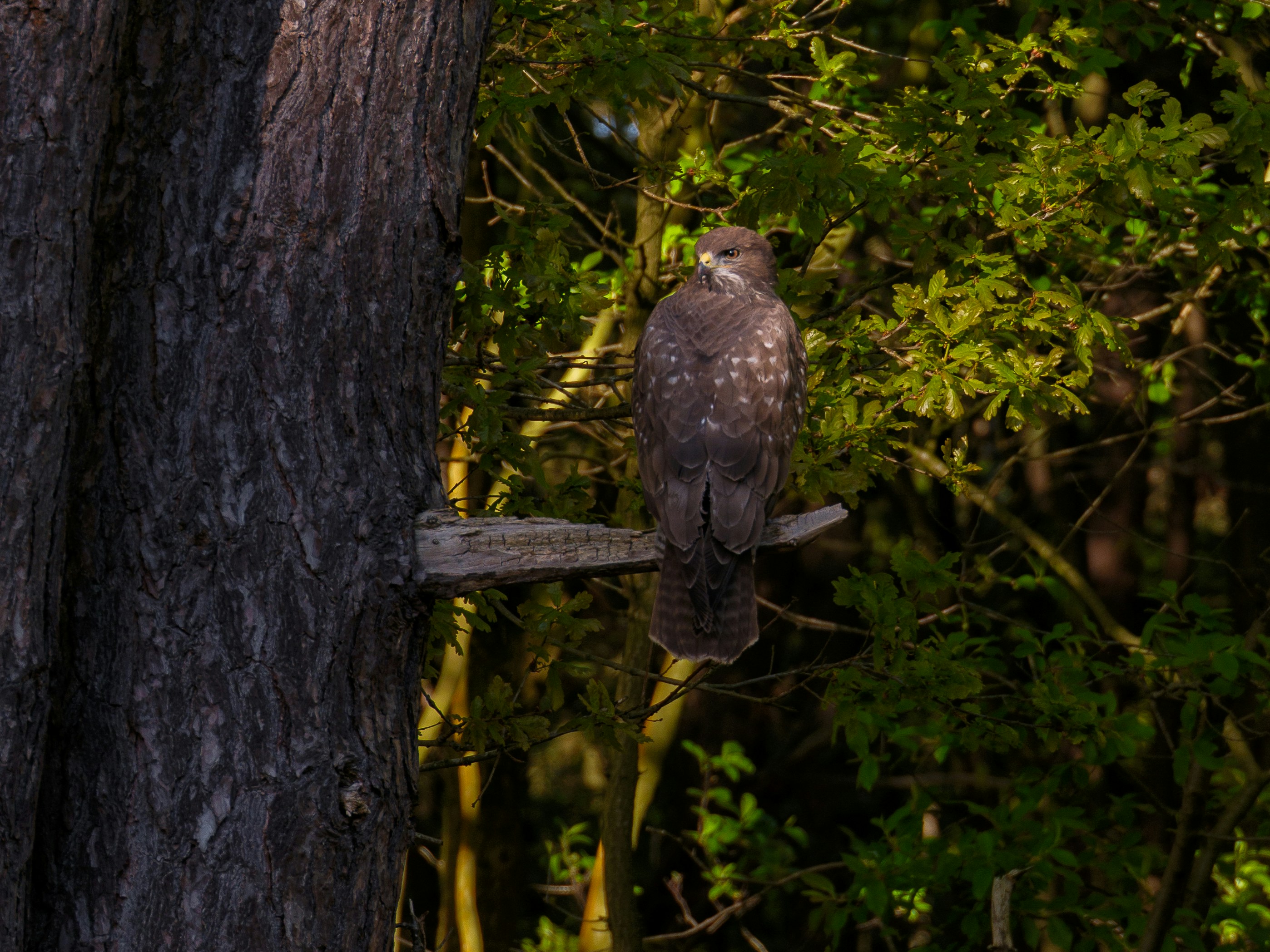 A hawk perches on a branch in a sunlit forest.