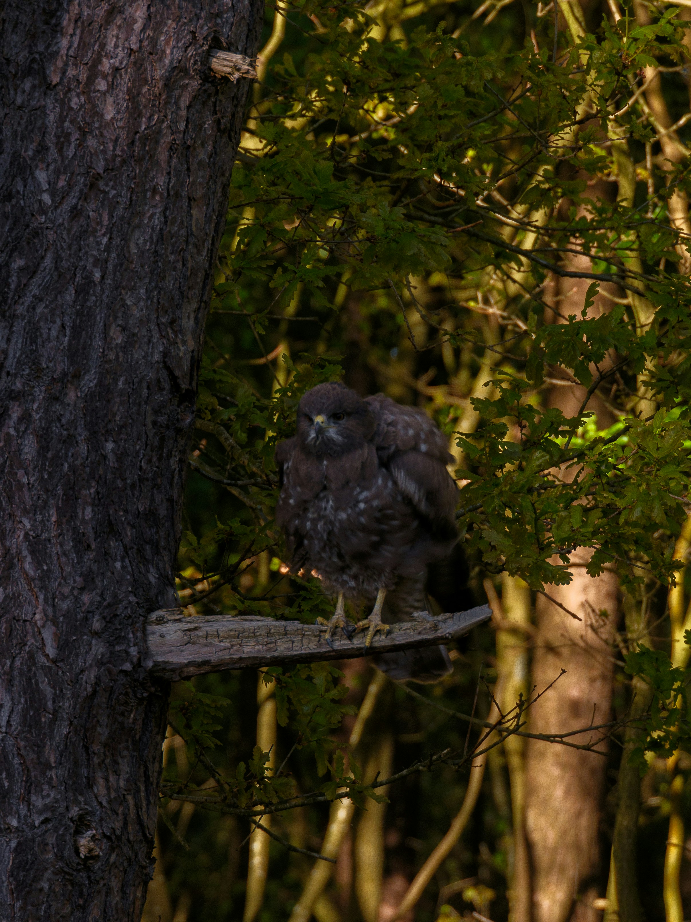A hawk perched on a tree branch in the forest.