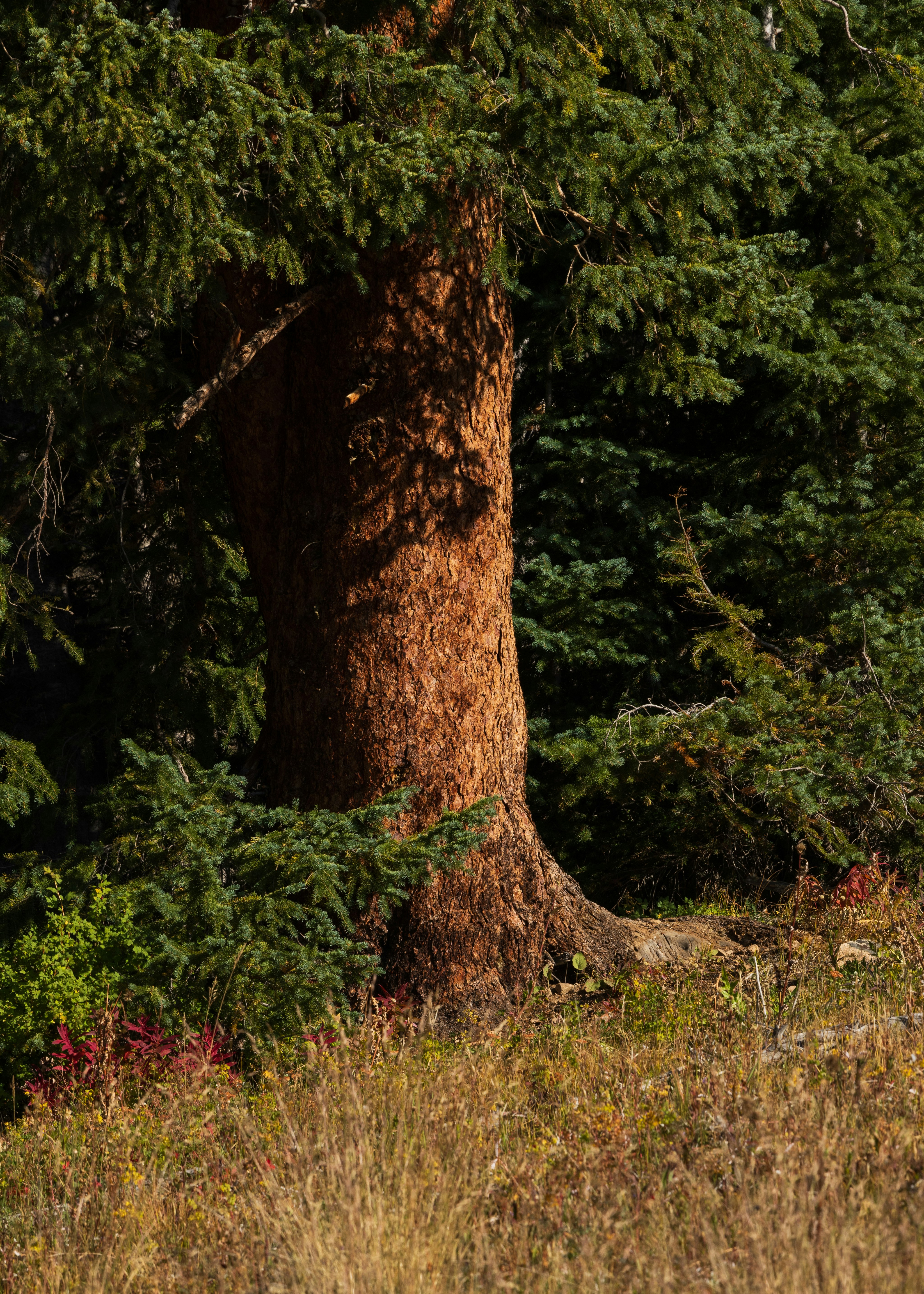 Ein großer Baumstamm mit strukturierter Rinde in einem Wald.