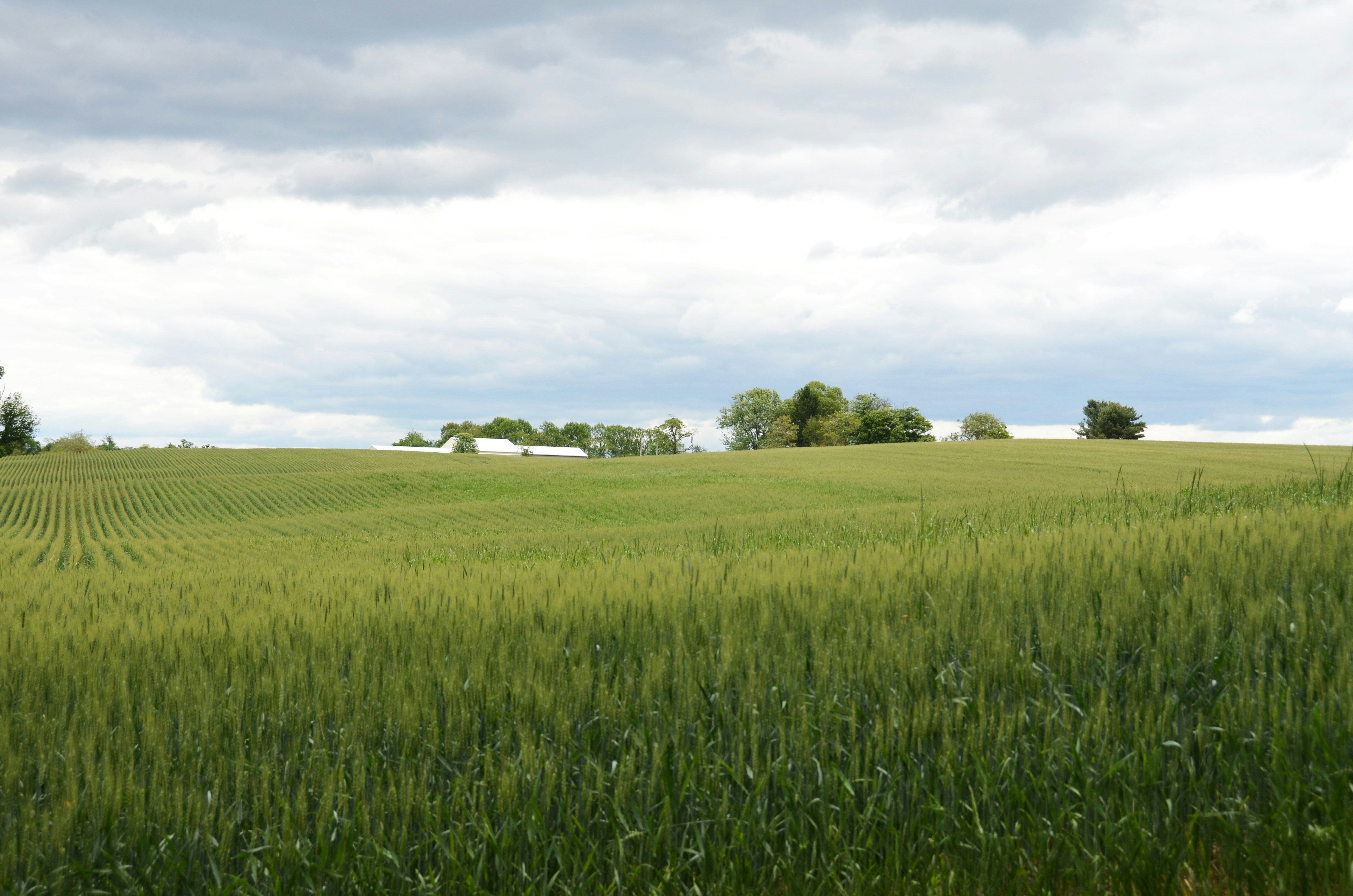 Campo di grano verde sotto un cielo nuvoloso