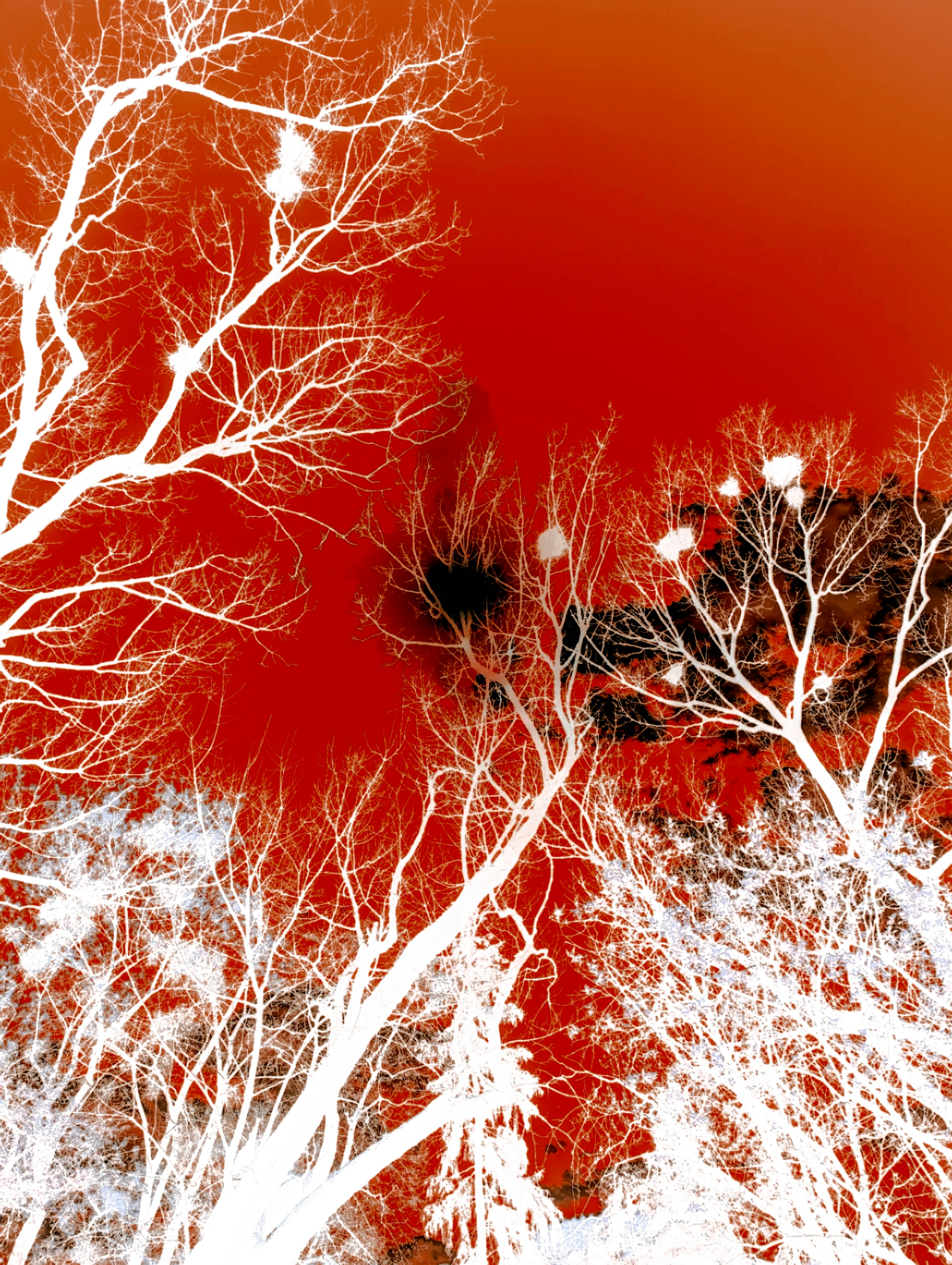 Galhos brancos nus contra um céu vermelho vibrante