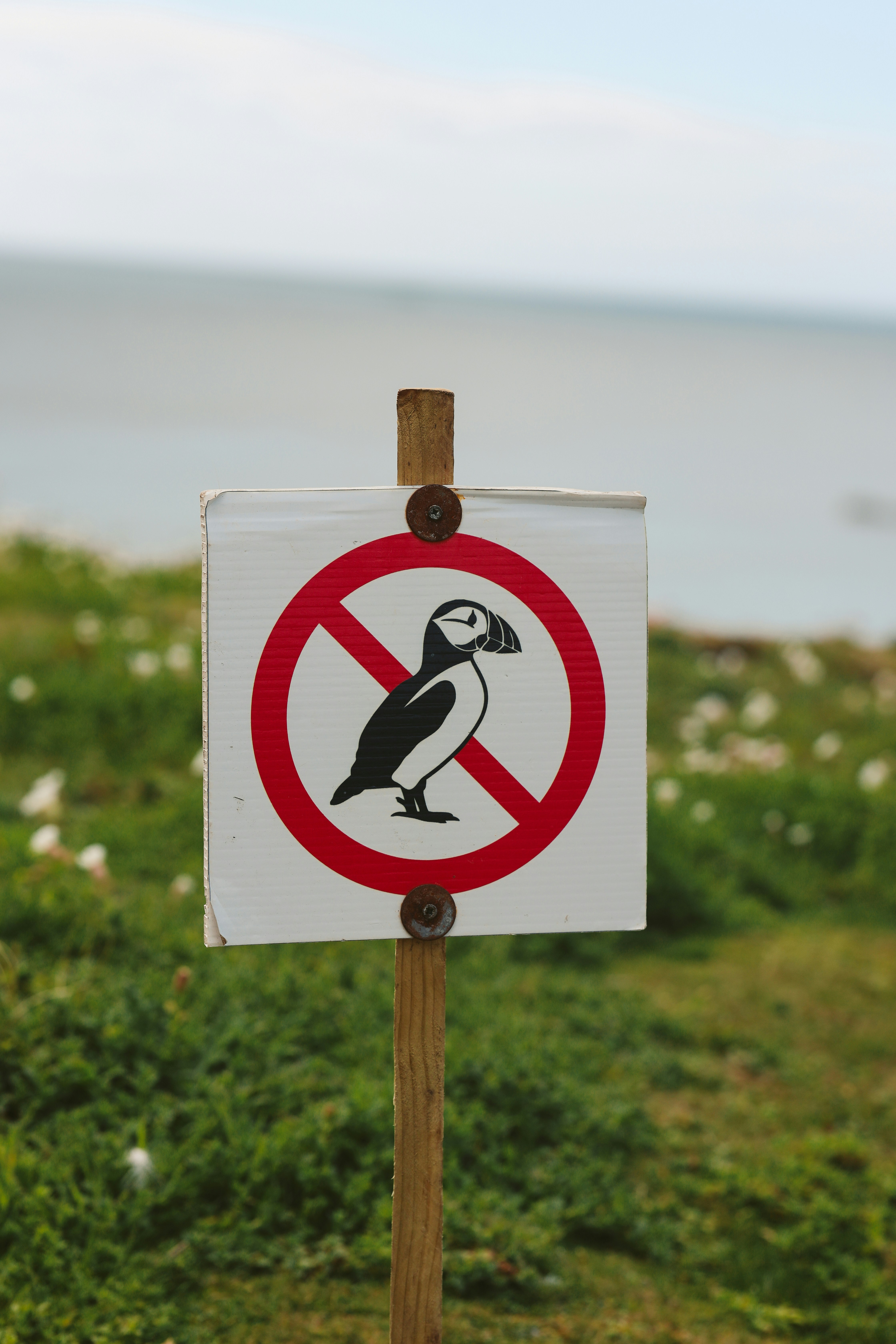 Cartello Niente pulcinelle vicino all'oceano