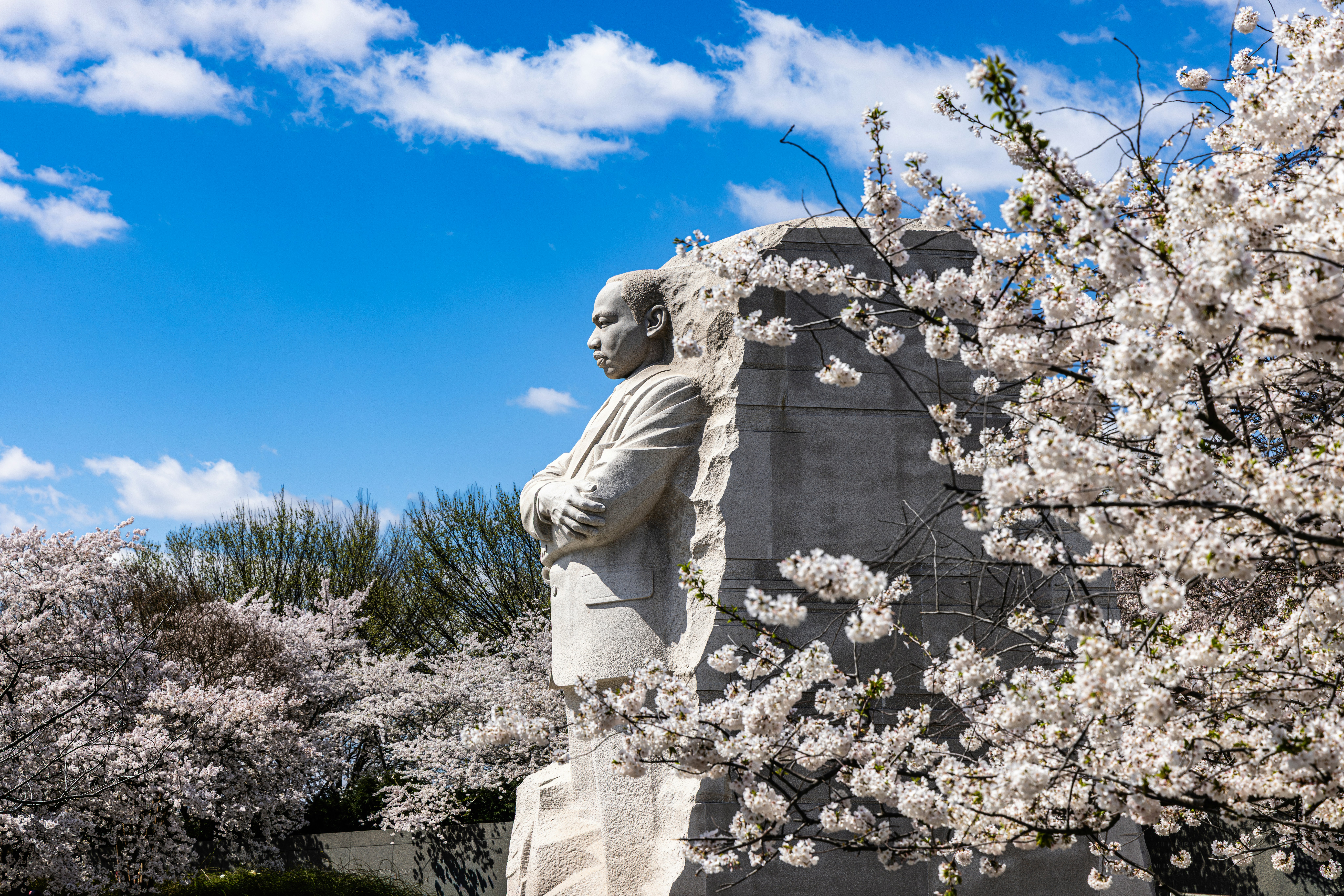 Monumento a Martin Luther King Jr. rodeado de cerezos en flor.