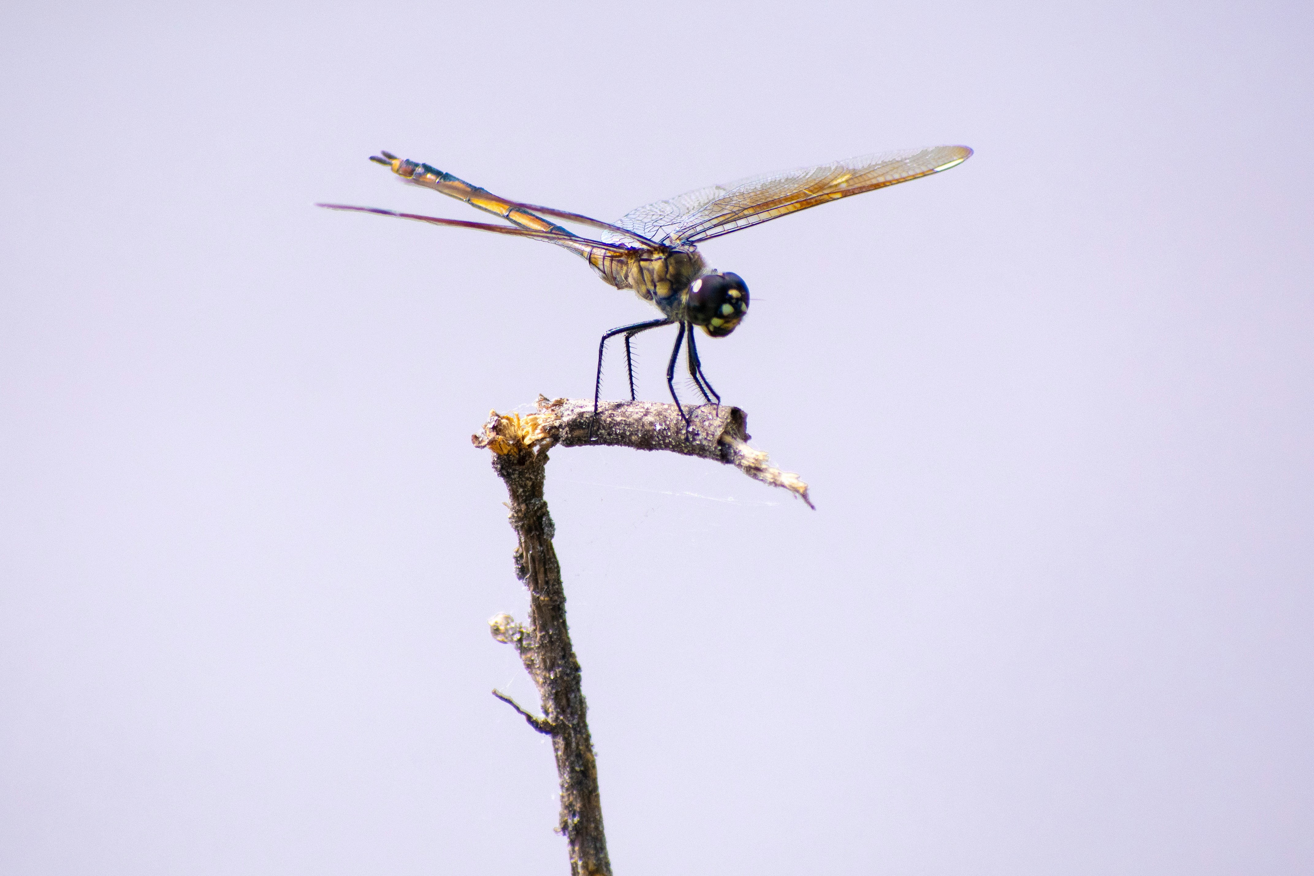 Photo by probablyrobin