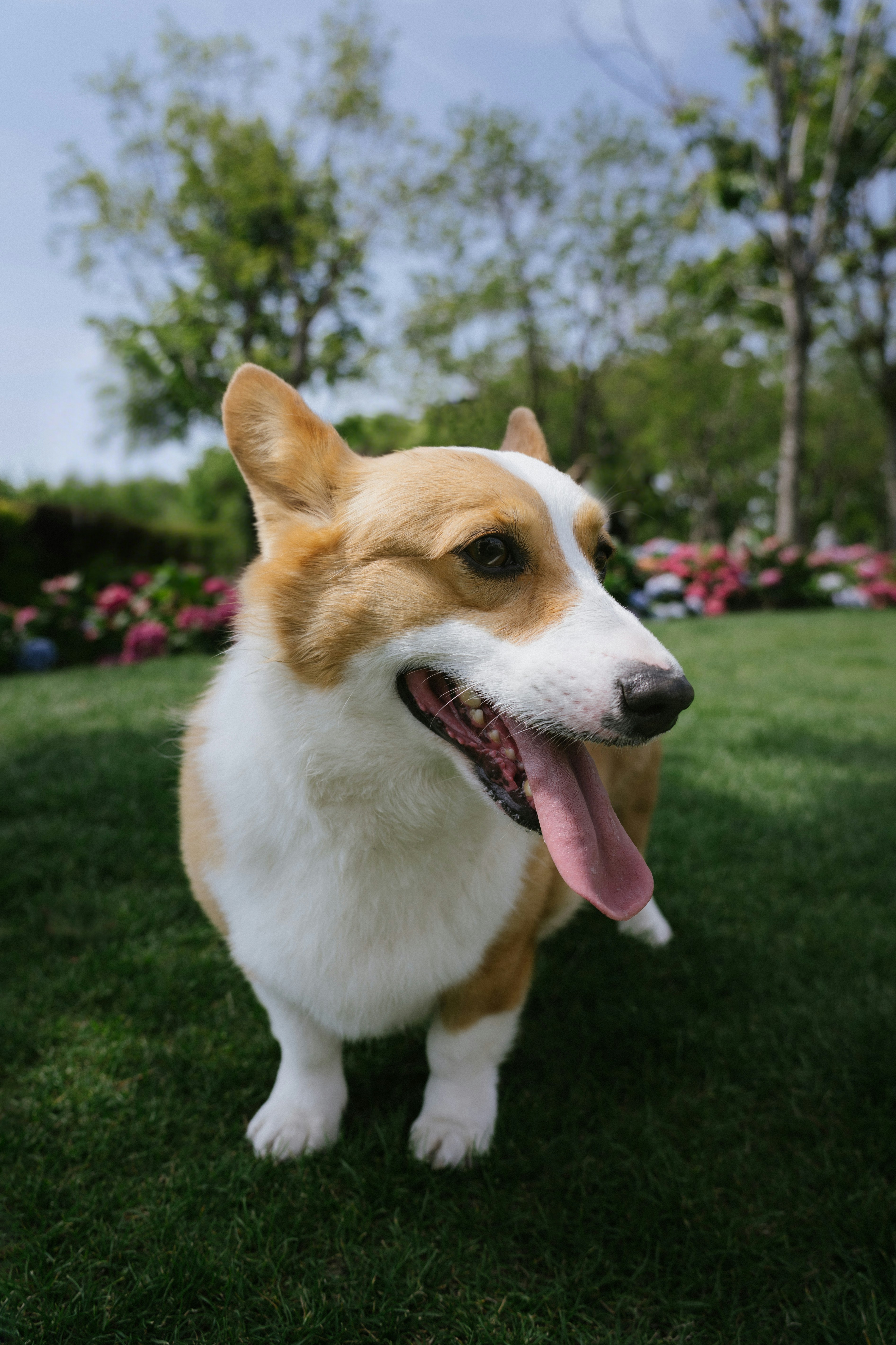 Un corgi felice sta sull'erba verde all'aperto