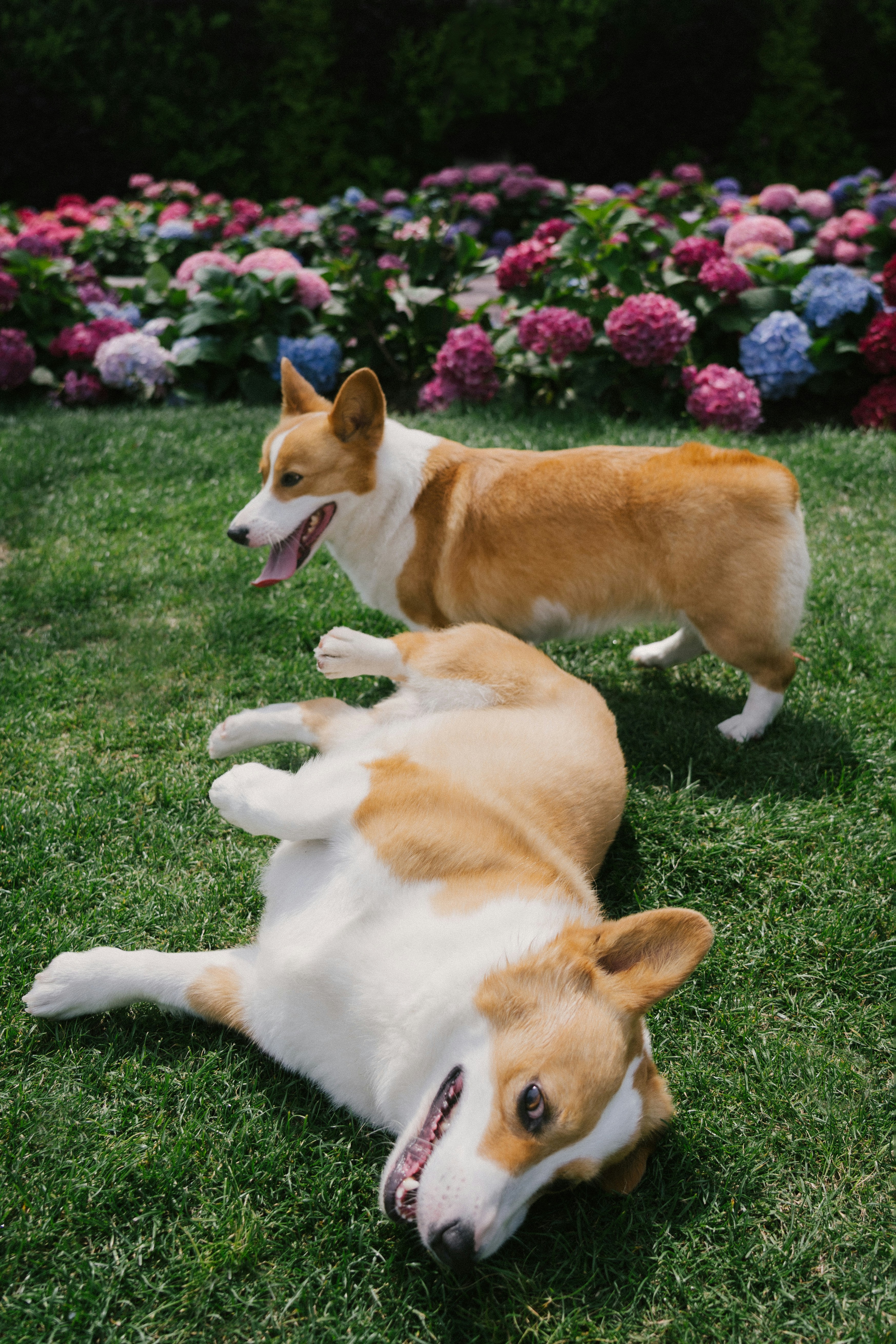 Due corgi che giocano sull'erba con i fiori