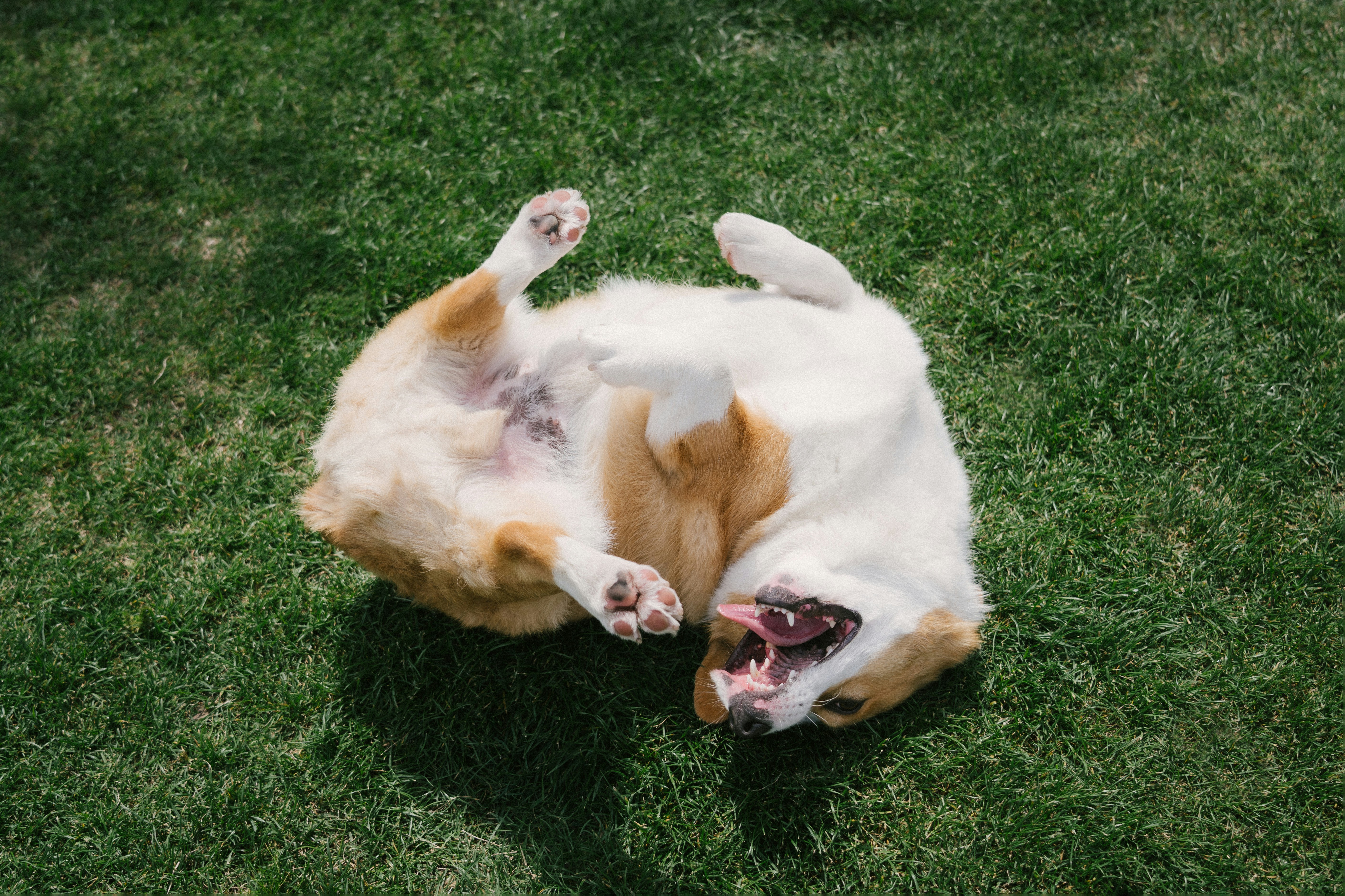 Un cane corgi rotola giocoso sull'erba verde.