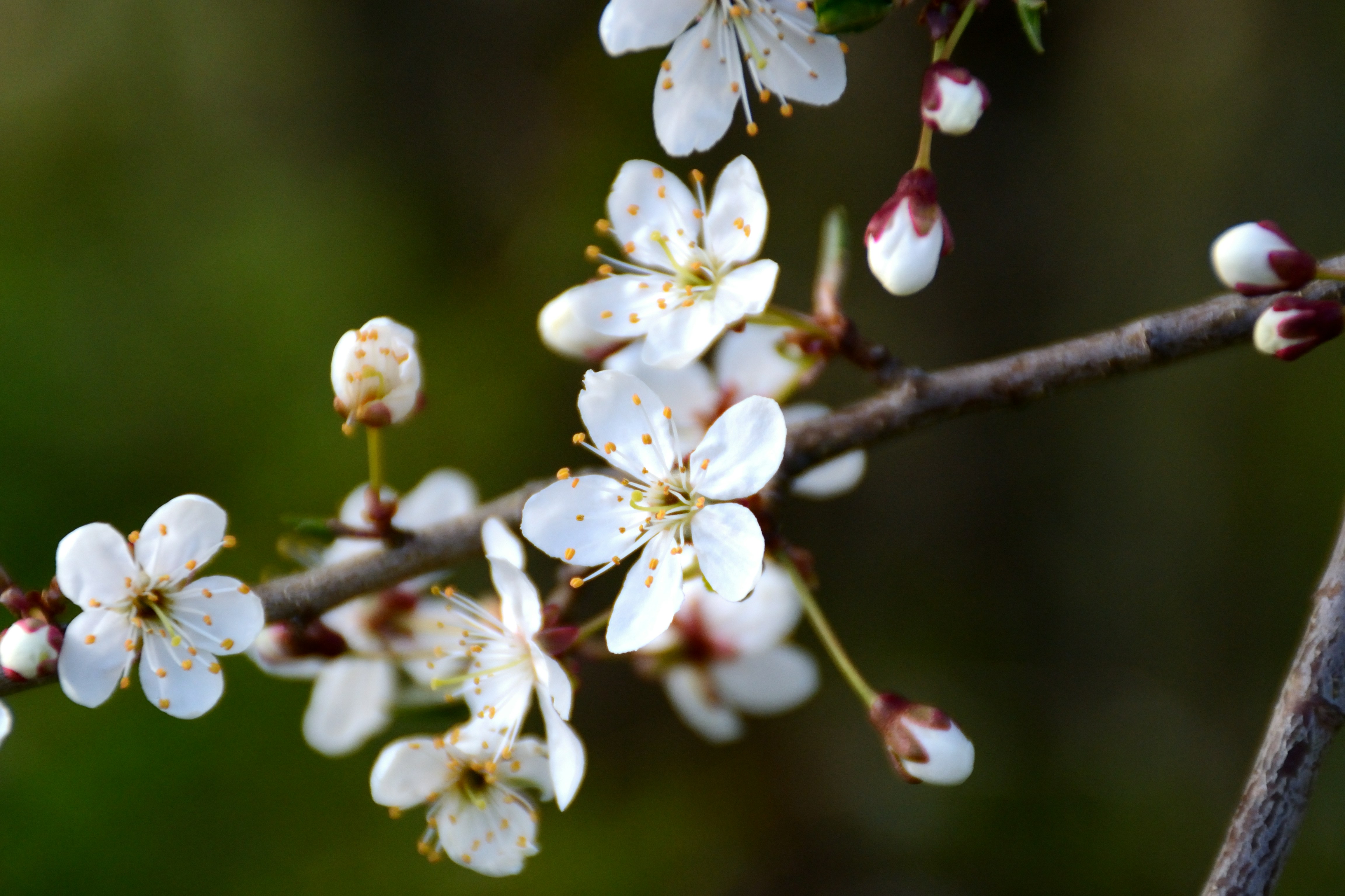Cerezos blancos en flor en una rama
