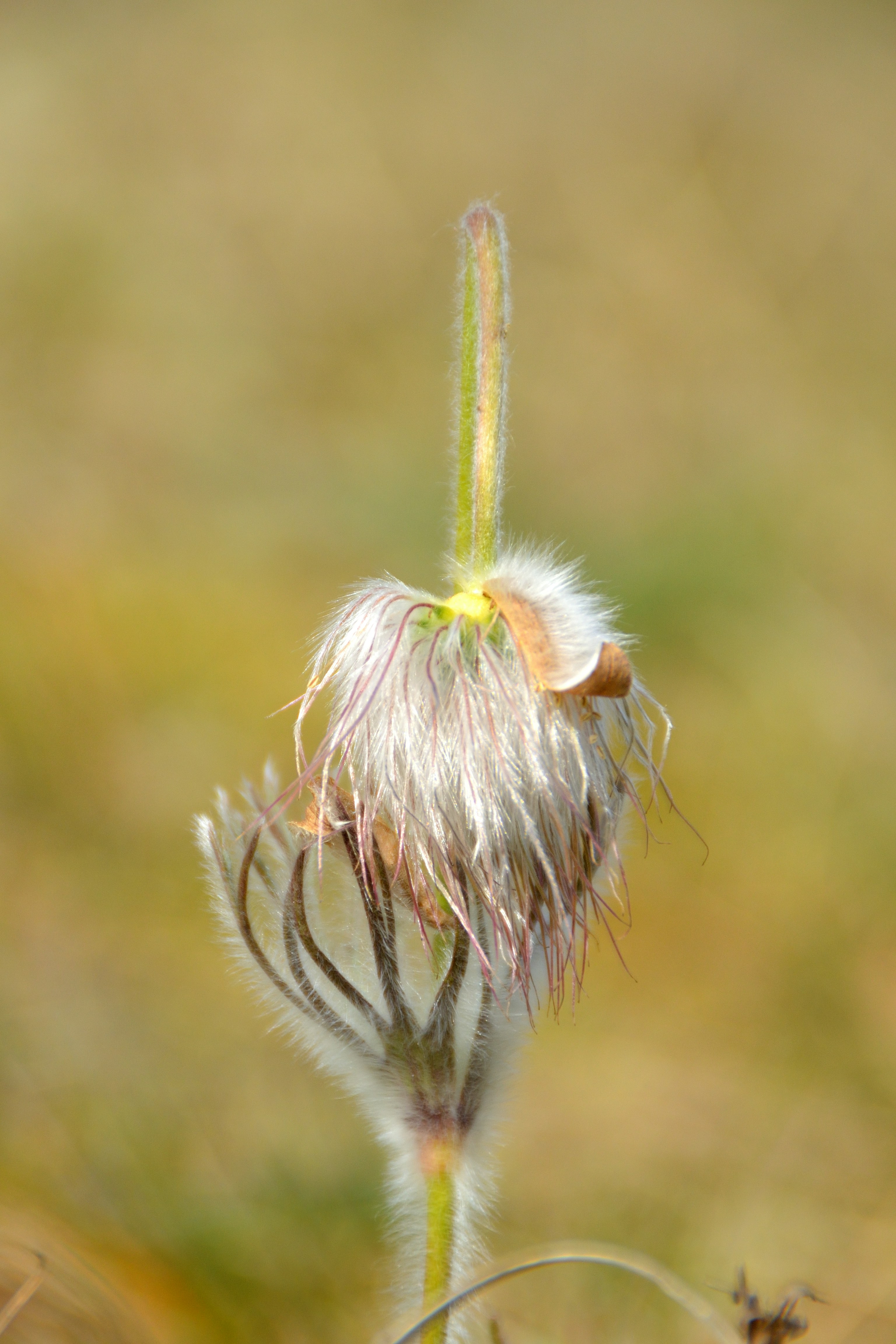 Una cabeza esponjosa de semilla de una flor silvestre.