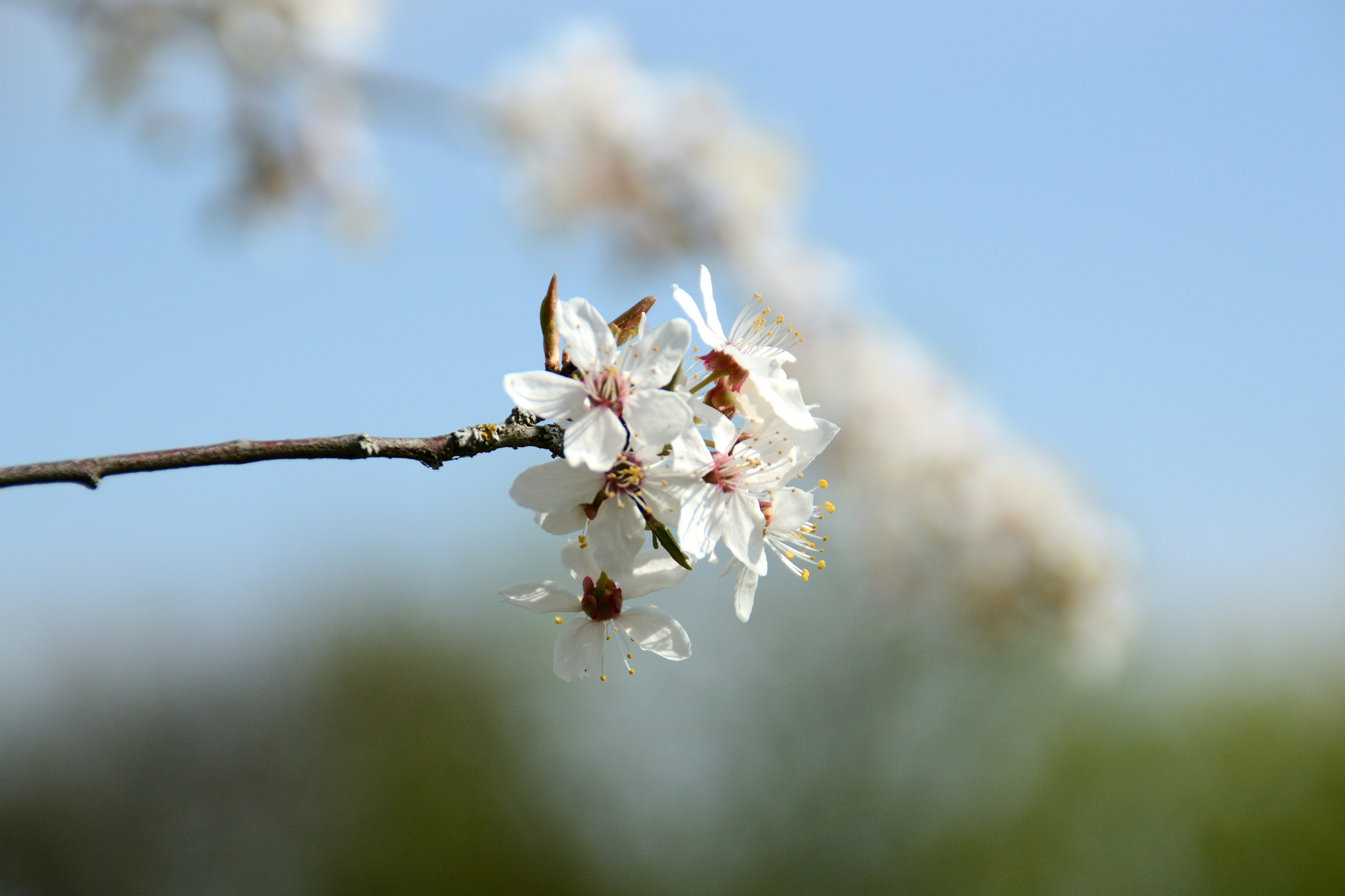 Delicadas flores blancas en una rama de árbol contra el cielo azul.