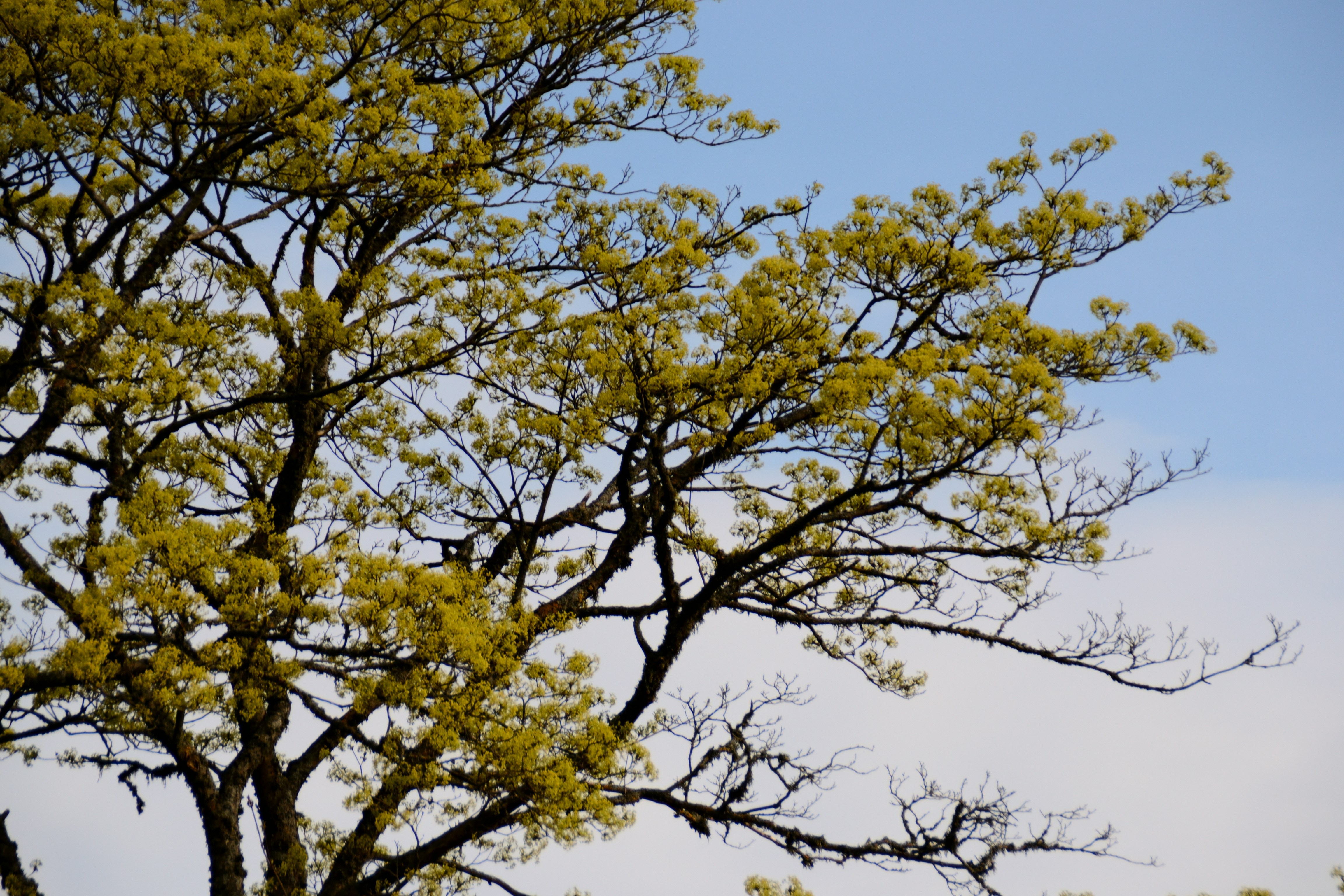 Un árbol con hojas nuevas y verdes contra un cielo azul