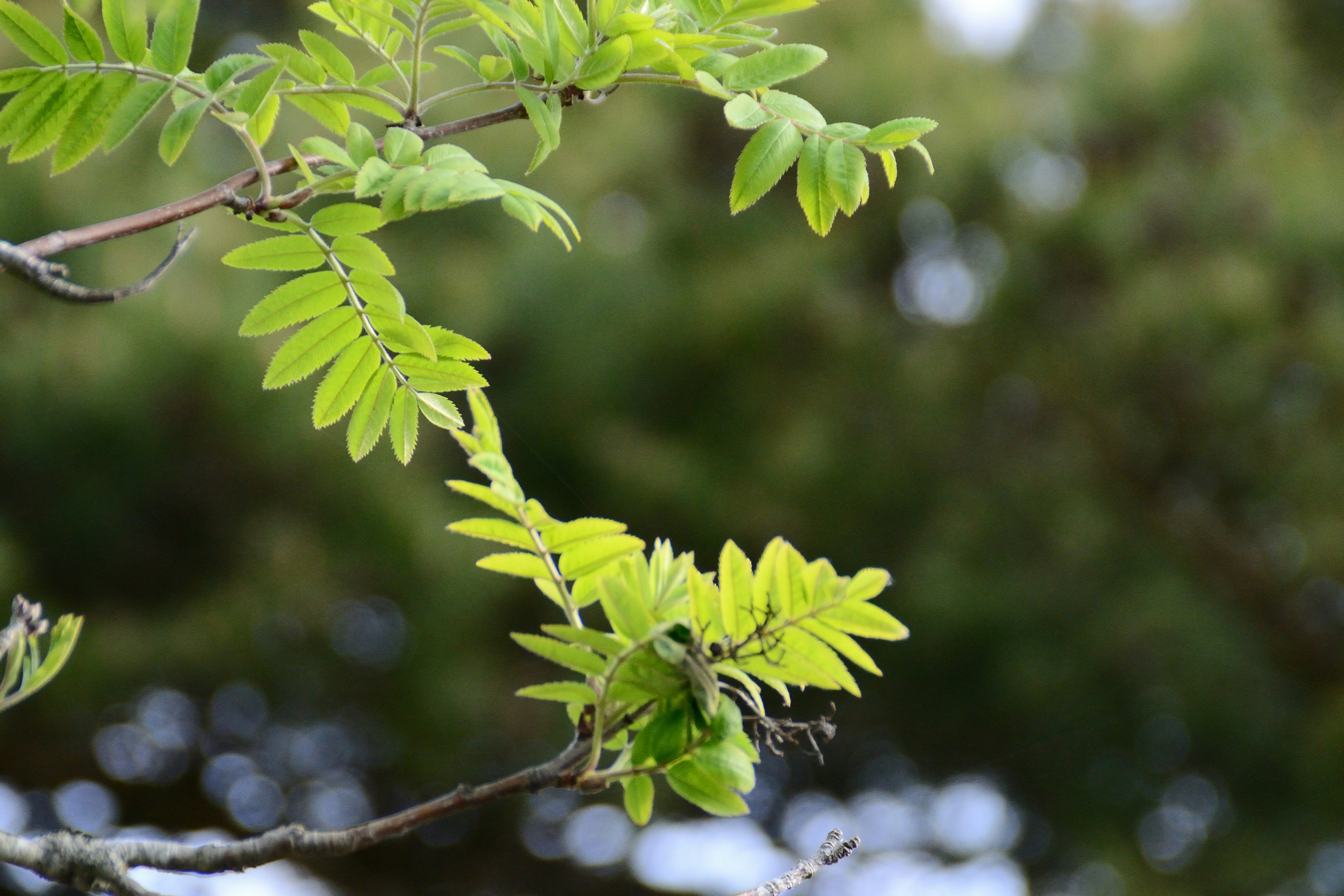 Hojas verdes vibrantes brotan en una rama de árbol.