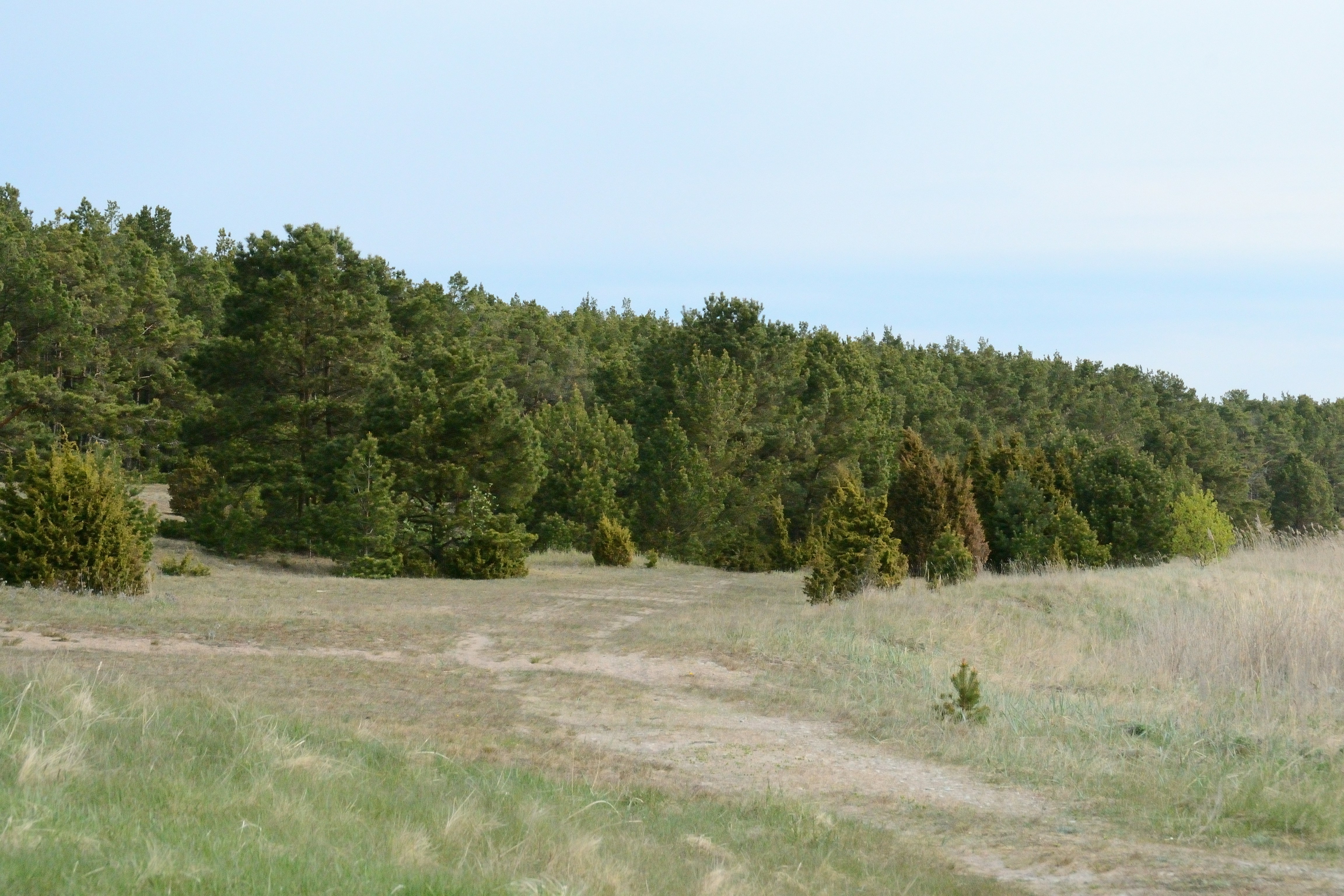 Un bosque denso con árboles dispersos y hierba seca.