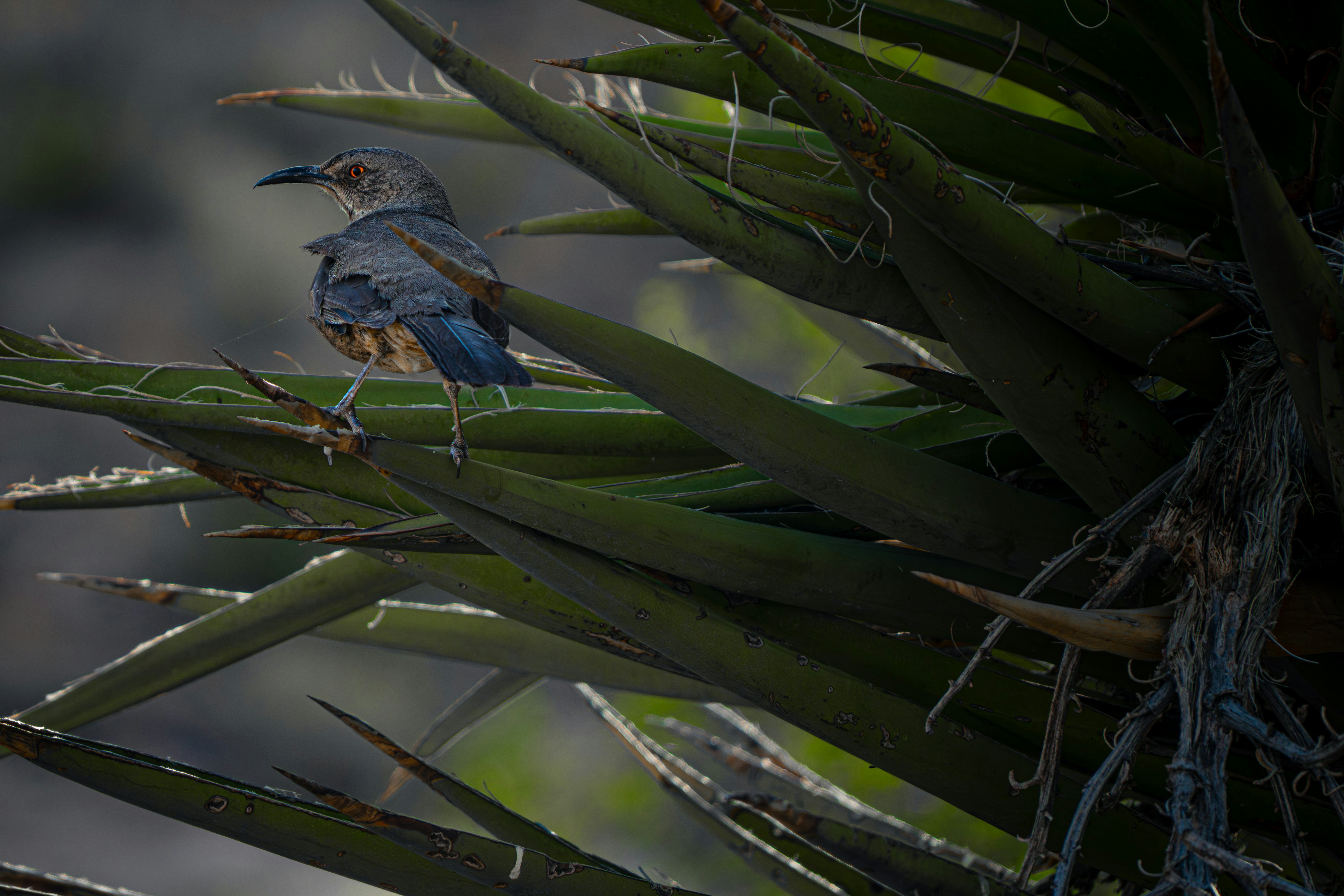 A grey-blue bird perches on a spiky desert plant