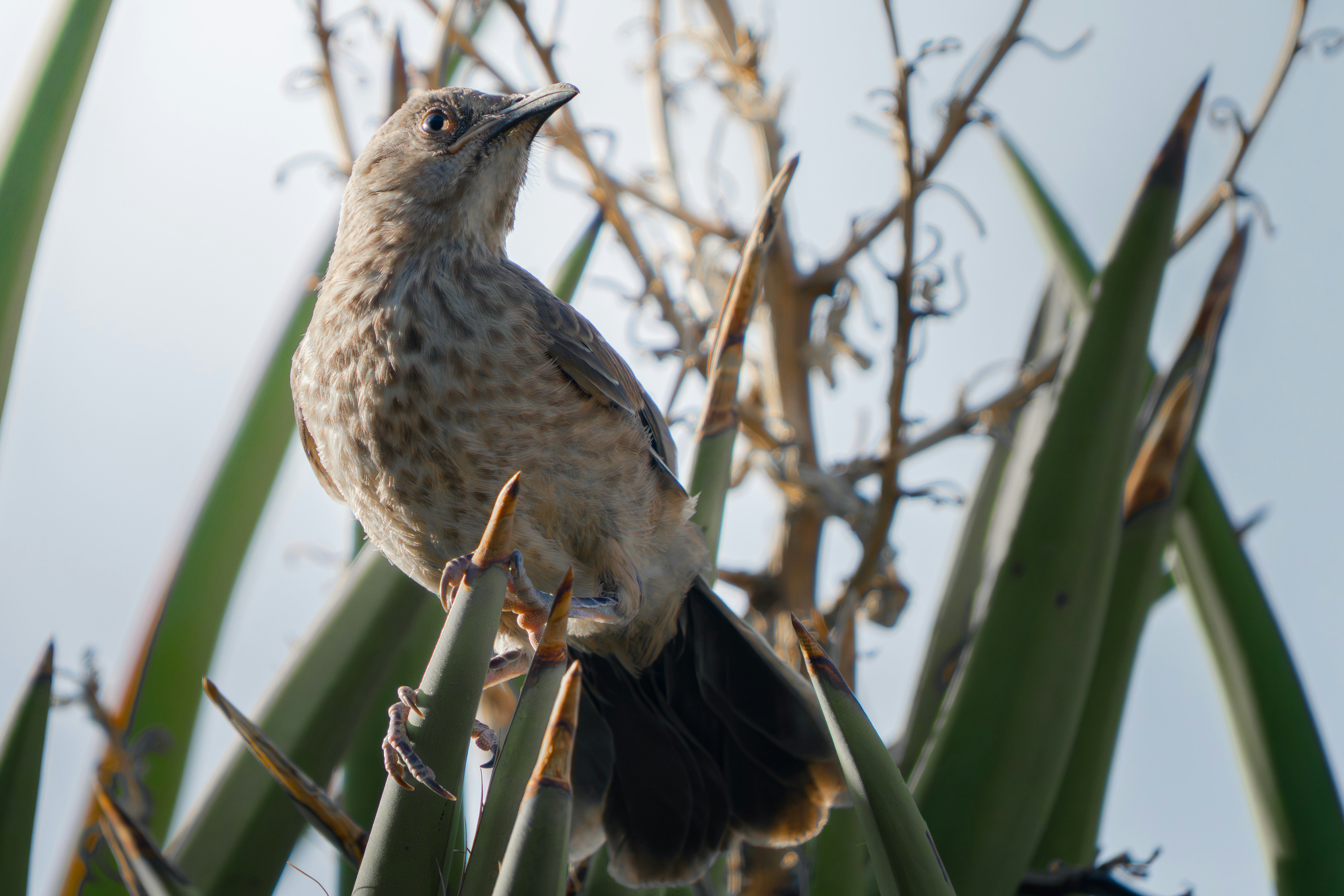 A small brown bird perched on a plant